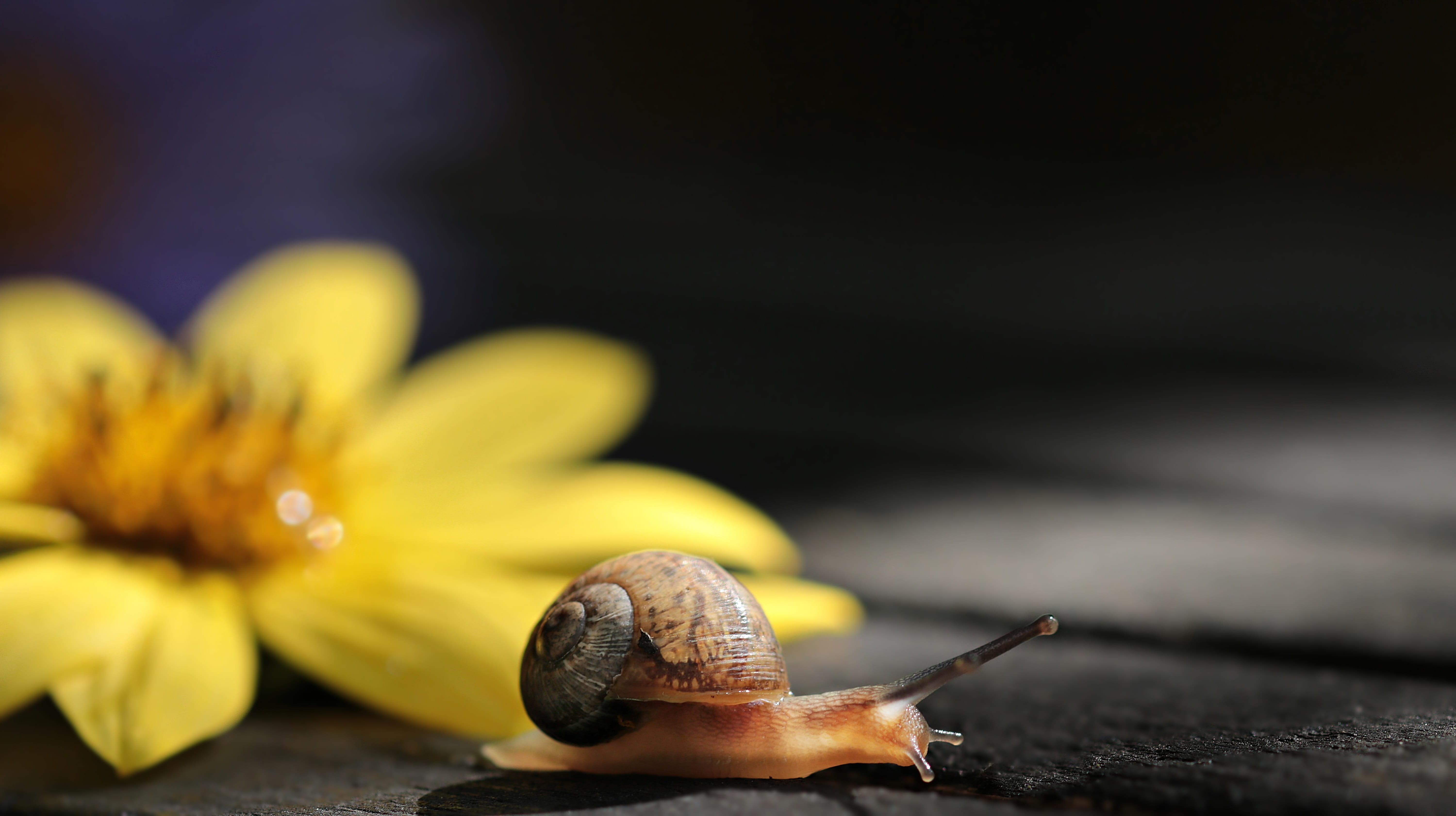 animal world, green, animal wildlife, no people, small, postcard, boredom, one animal, slowly, invertebrate, 5K, gastropod, animal, creature, food, animal themes, HD Wallpaper