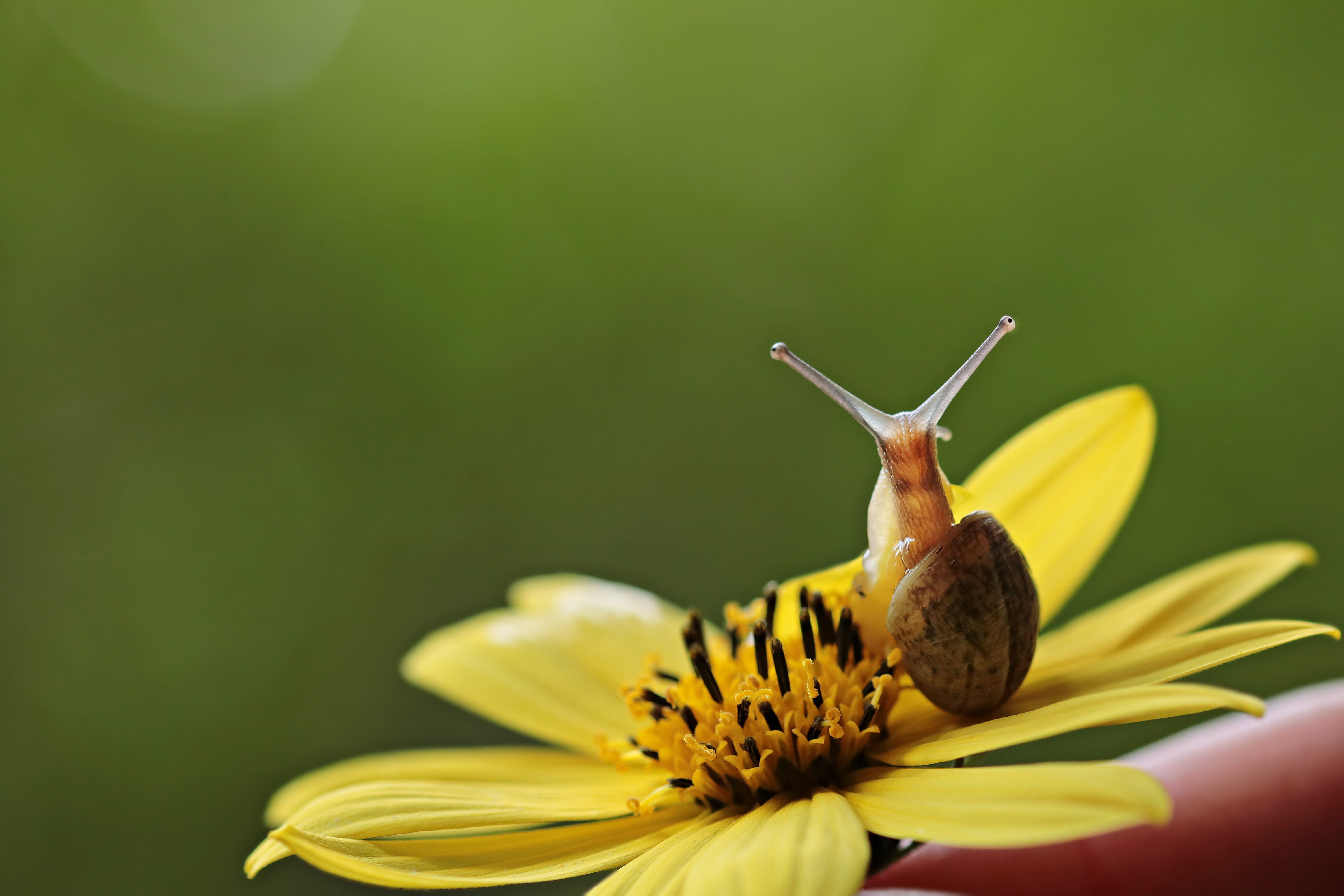 inflorescence, nature, petal, small, growth, snail on a flower, slowly, shell, greeting card, animal themes, vulnerability, map, flower, pollination, blossom, HD Wallpaper