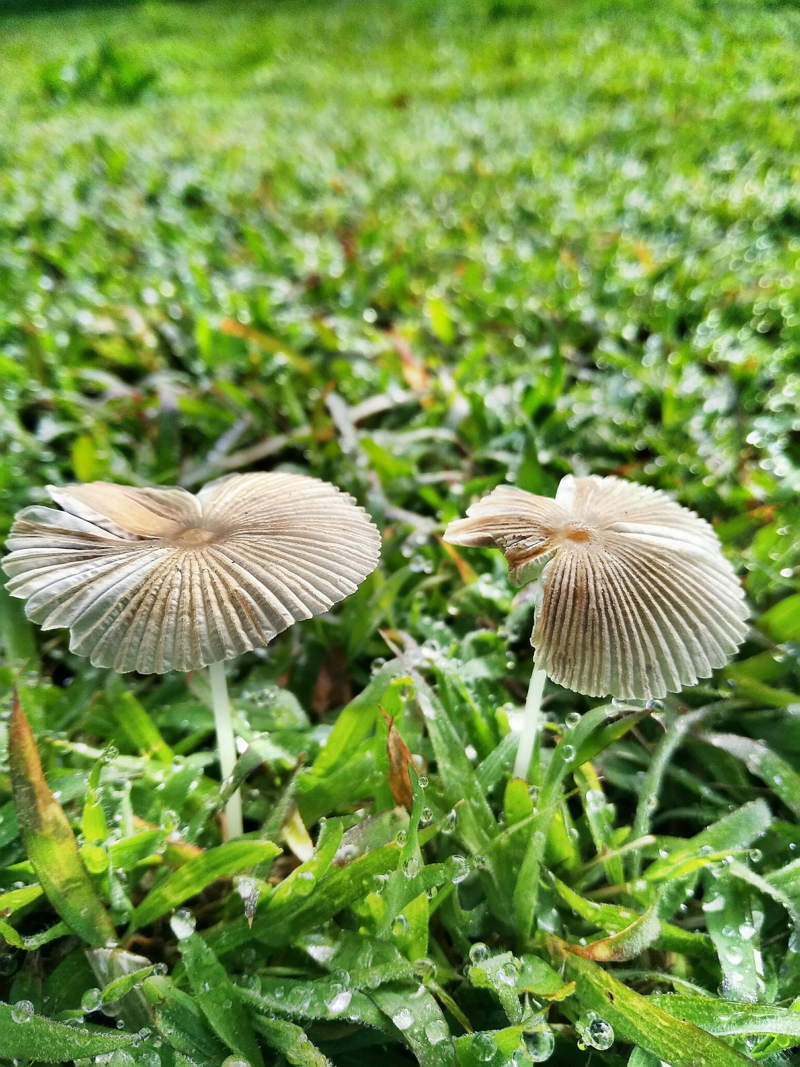 plants, outdoors, field, food, 4K, close-up, fungus, freshness, vegetable, toadstool, edible mushroom, no people, beauty in nature, wild, green, focus on foreground, Phone HD Wallpaper