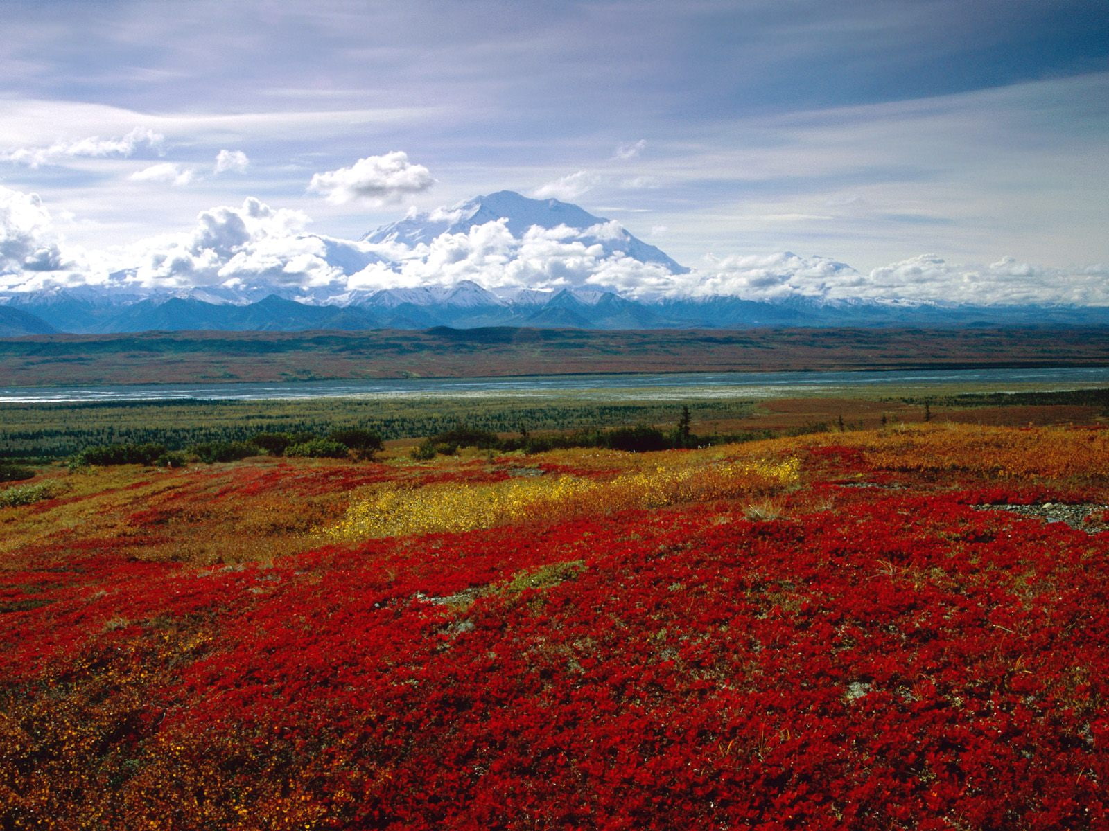 national, red, park, petaled, 720P, denali, field, brilliant, colors, alaska, flower, HD Wallpaper