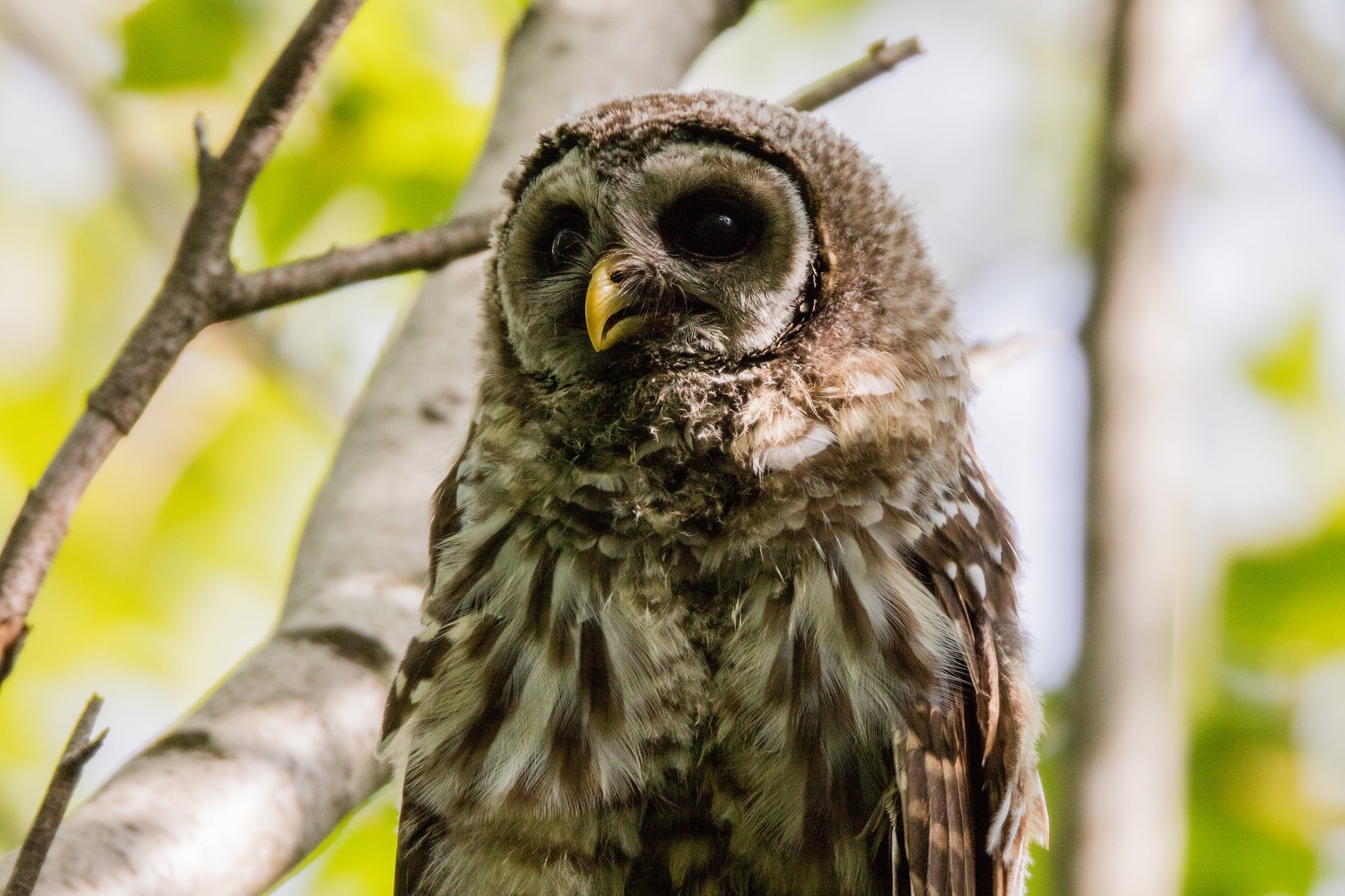 wood owl, focus on foreground, brown, perch, wildlife, animal themes, close up, looking, animal body part, no people, rain owl, predator, bird, 1080P, HD Wallpaper