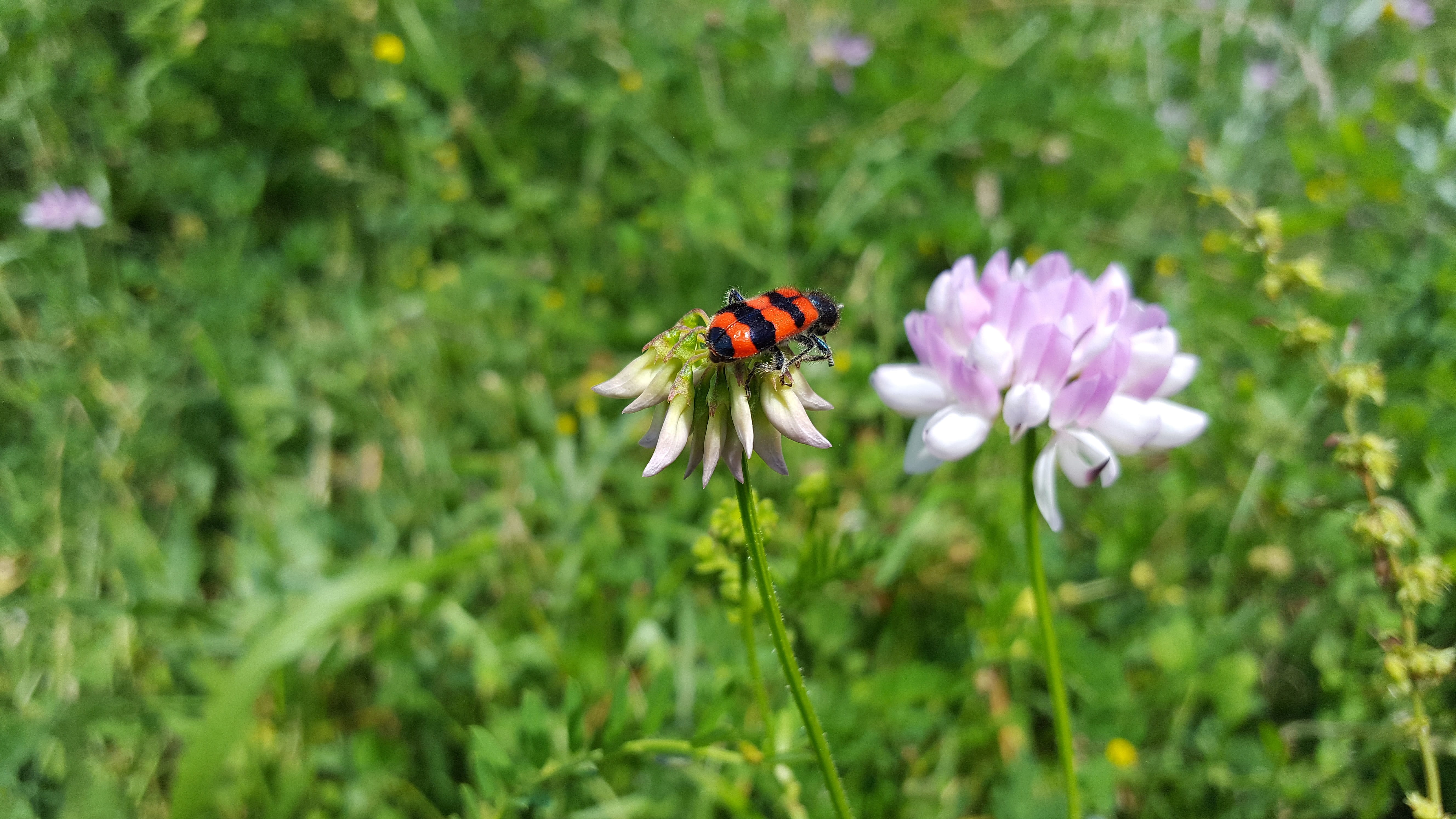 purple crown vetchapiarius, purple, no people, freshness, crownvetch, flower, cleridae, close-up, 5K, invertebrate, vulnerability, insect, growth, flower head, HD Wallpaper