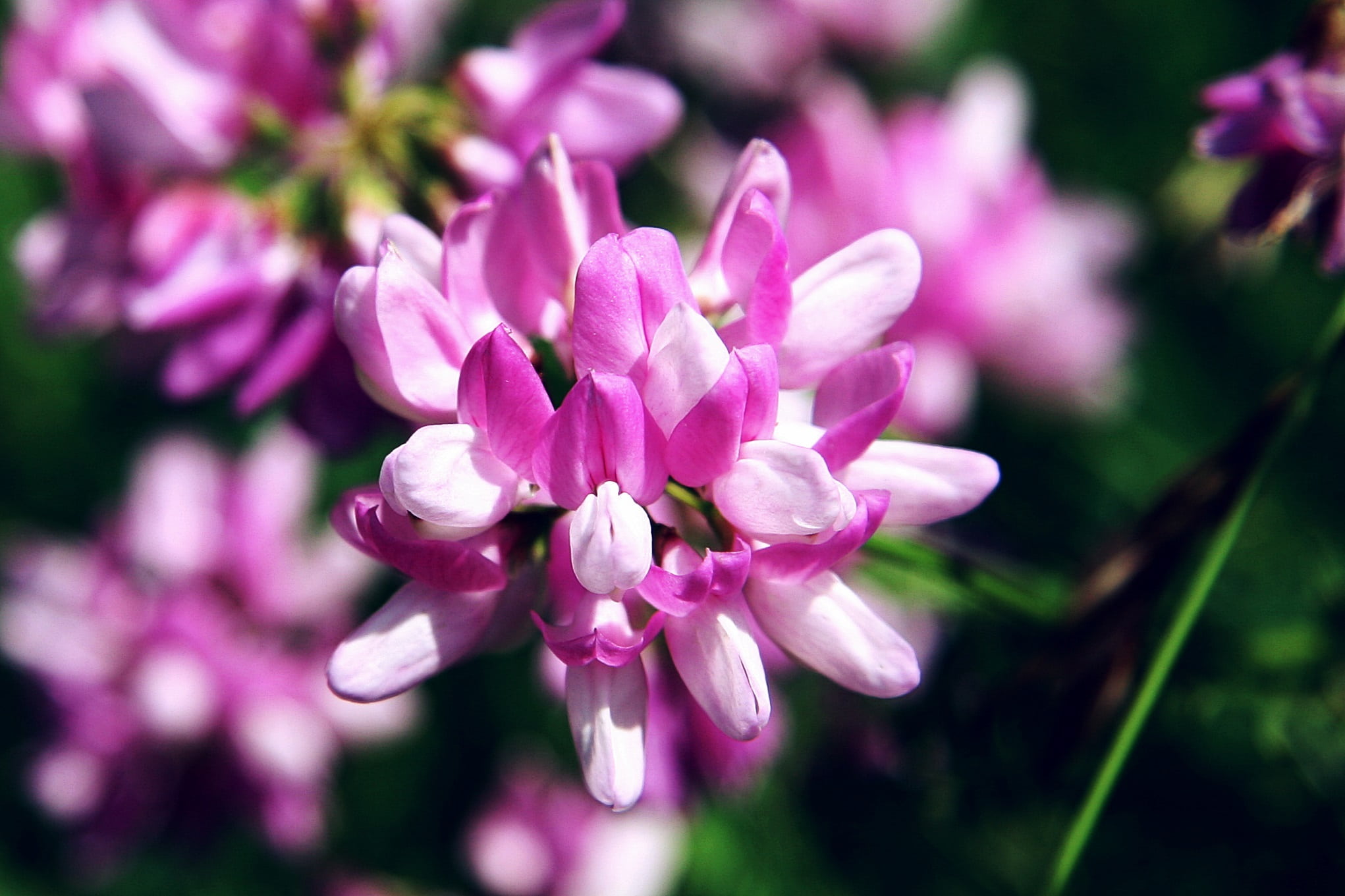 growth, fragility, pink color, bloom, flower head, focus on foreground, lilac, legume, summer, sun, close-up, pink, garden, springtime, blossom, crown vetch, HD Wallpaper