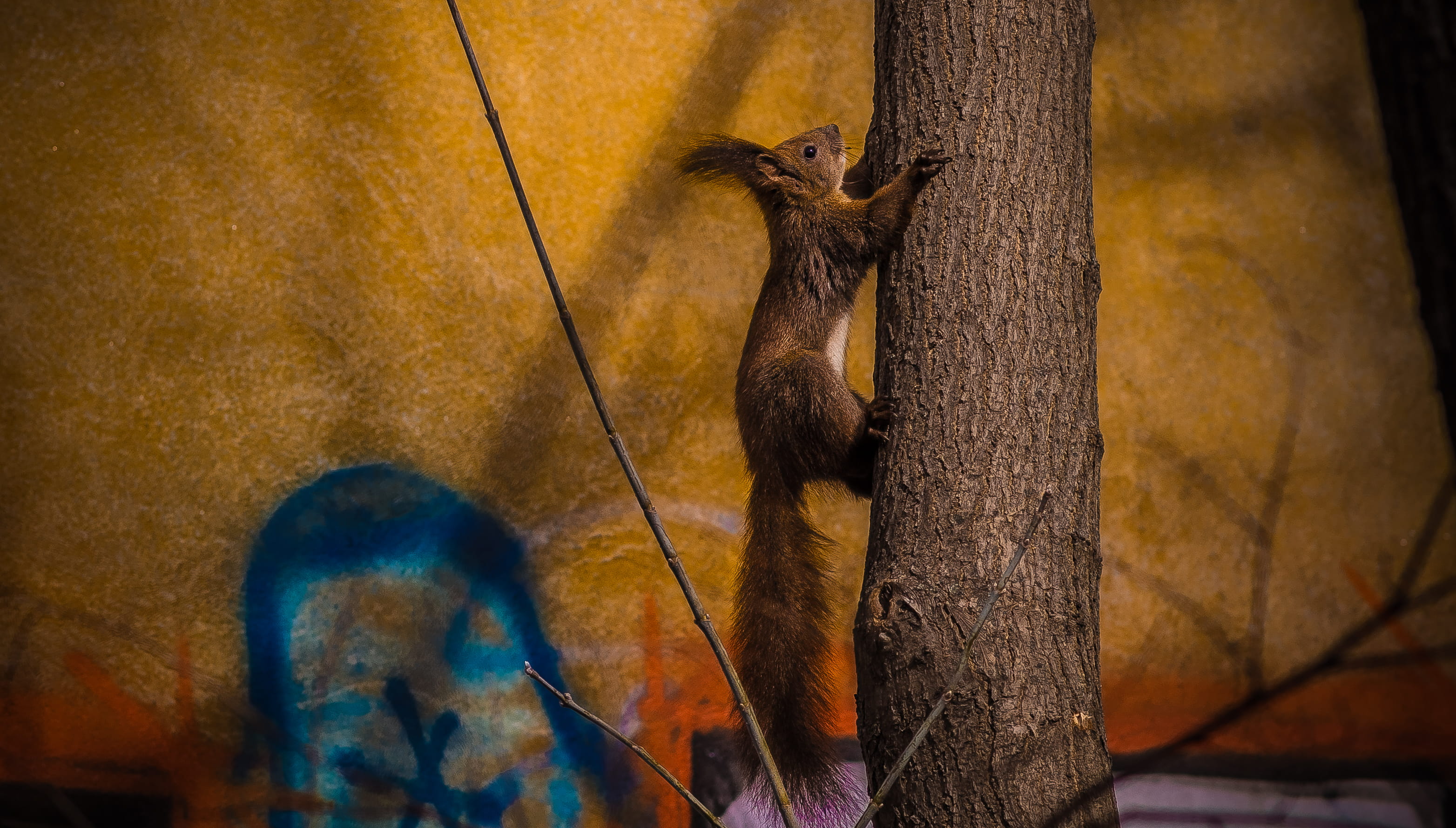 herbivorous, colours, hanging, colors, animal, tineretului, 2K, travel, wilderness, colorful, animal wildlife, lake, romania, wild, focus on foreground, HD Wallpaper