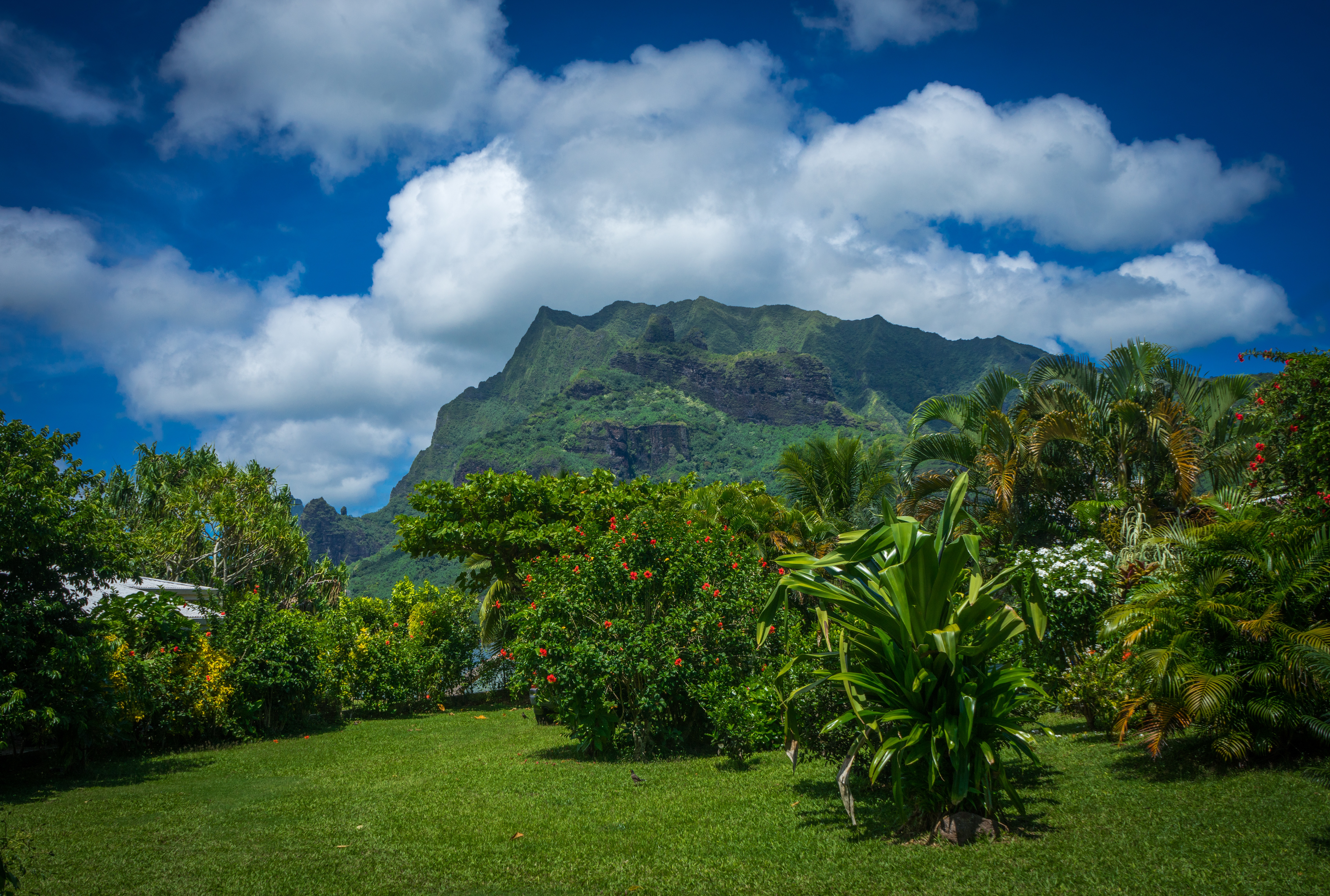 island, french polynesia, tropical, environment, travel, sky, blue, outdoor, tourism, idyllic, tropical climate, plant, day, outdoors, green, view, paradise, HD Wallpaper