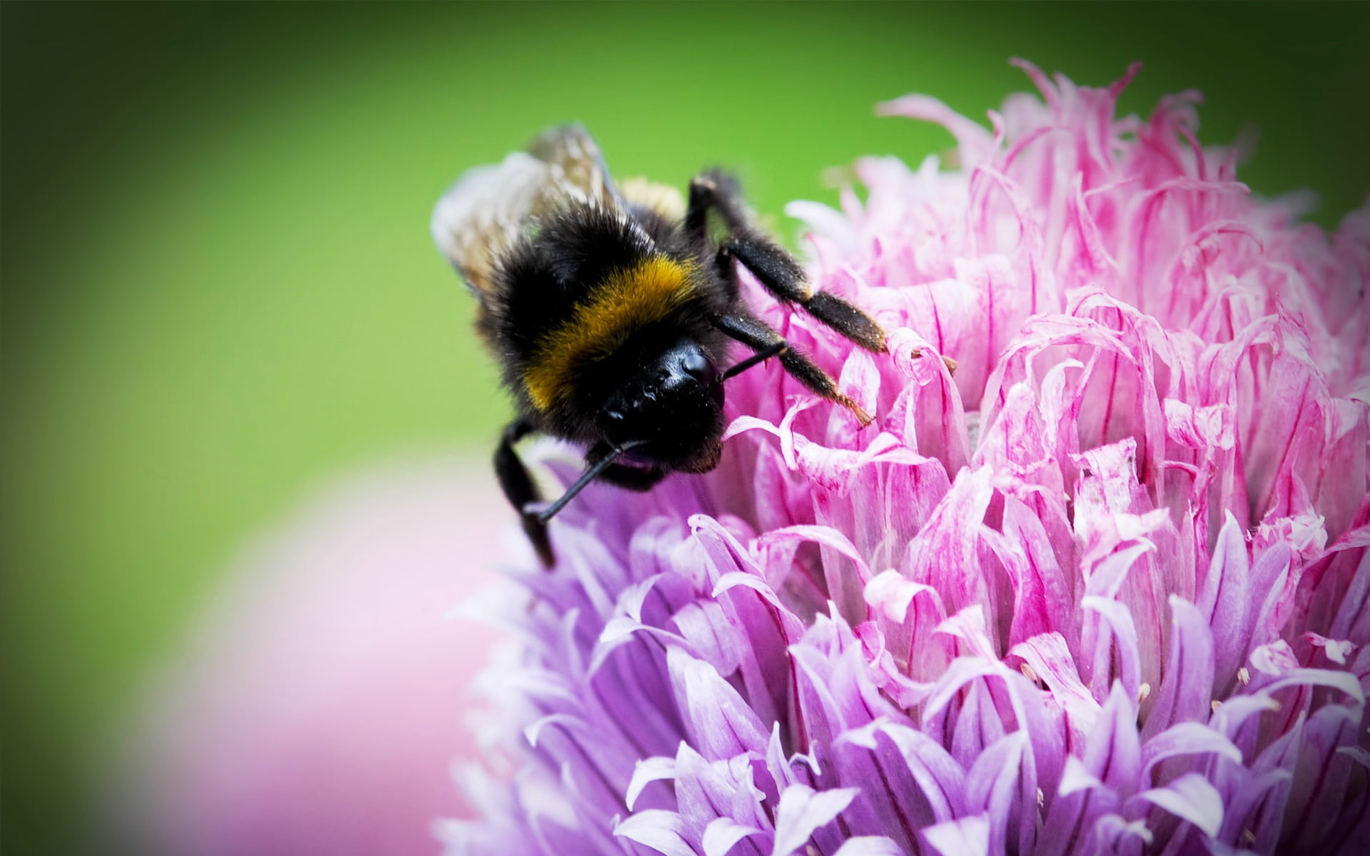 flowering plant, animals in the wild, clover, invertebrate, one animal, growth, insect, flower, botany, pollen, bumblebee, flowers, small, flower Head, HD Wallpaper
