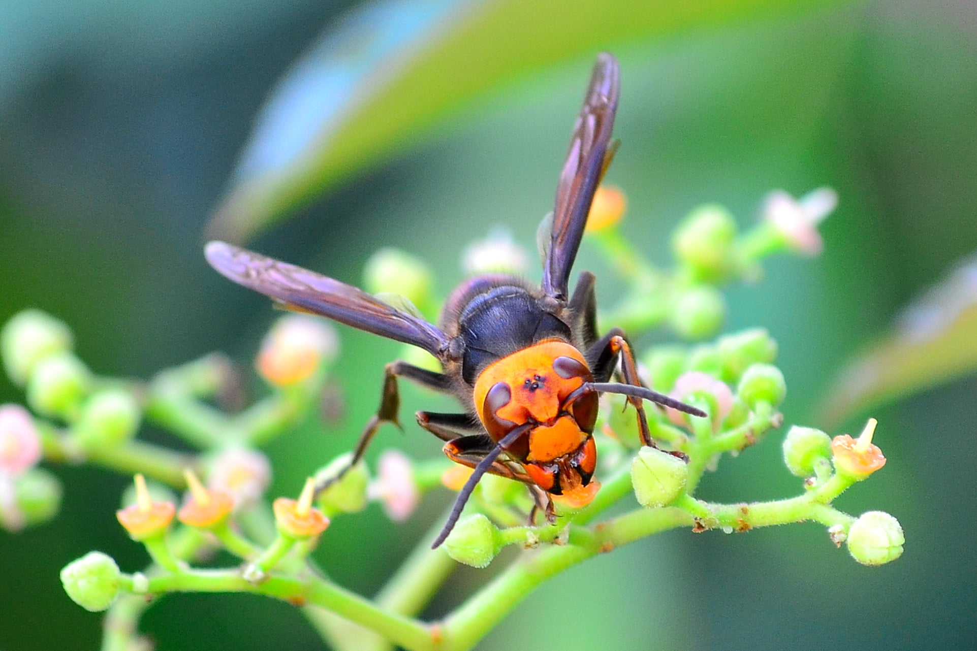 nature, Insect, Hornet, black, summer, macro, close-up, 1080P, bee, black and yellow, plant, green Color, animal, leaf, yellow, killer, HD Wallpaper
