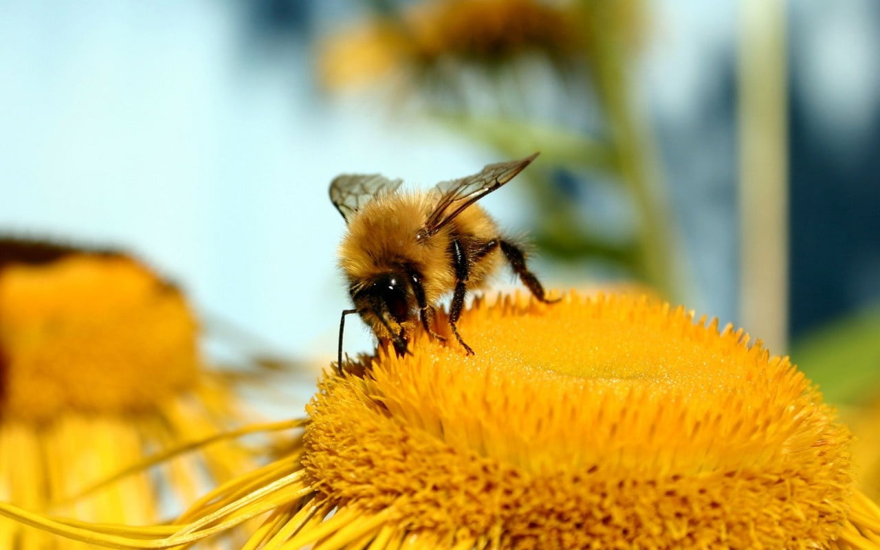 freshness, outdoors, no people, one animal, animal themes, animals in the wild, vulnerability, fragility, plant, bee, flowering plant, animal wildlife, HD Wallpaper
