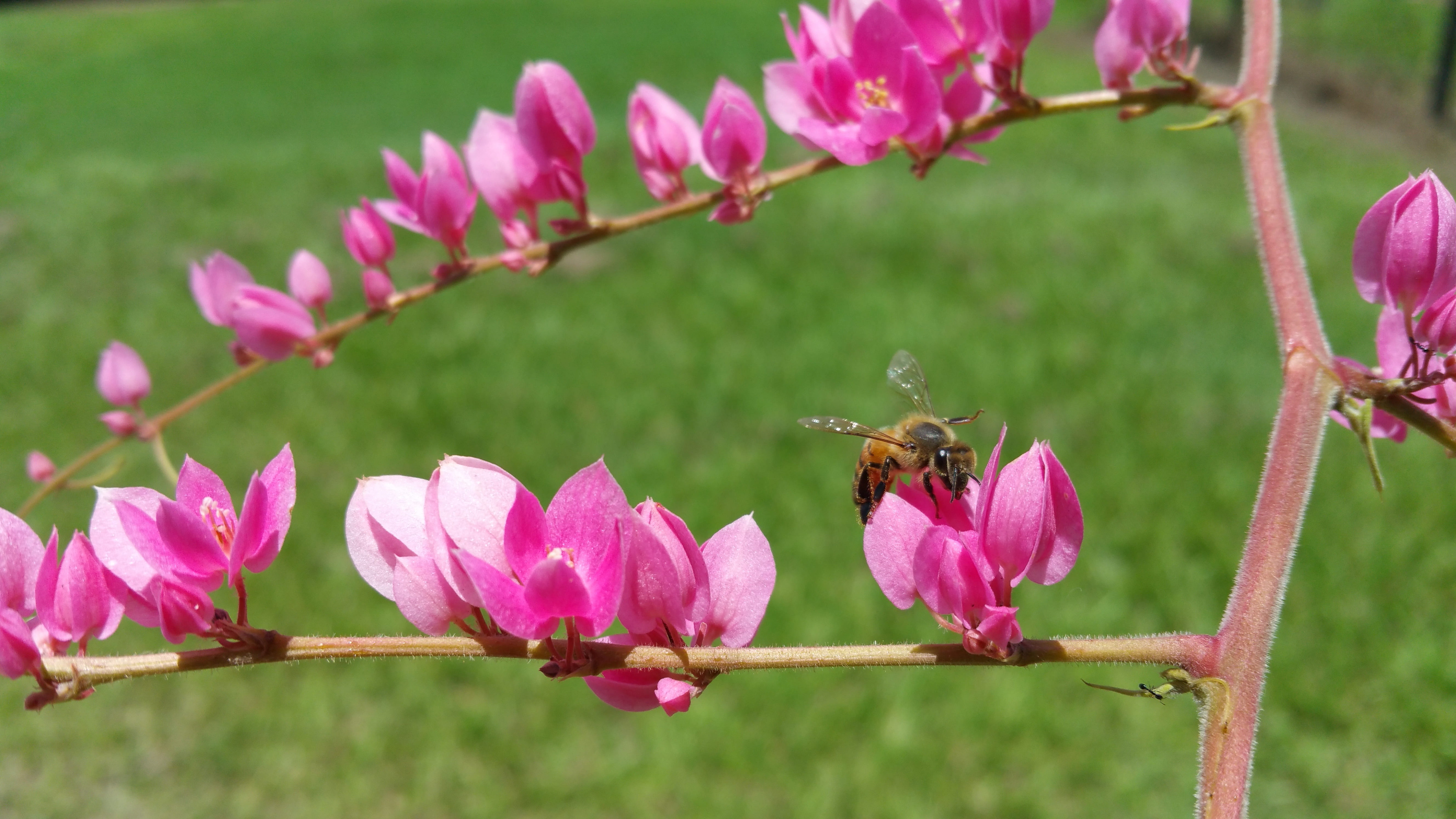 animal, outdoors, flowering plant, fragility, animals in the wild, pollination, animal wildlife, flower, flower head, killer bee, plant, pink, worker, bee, HD Wallpaper