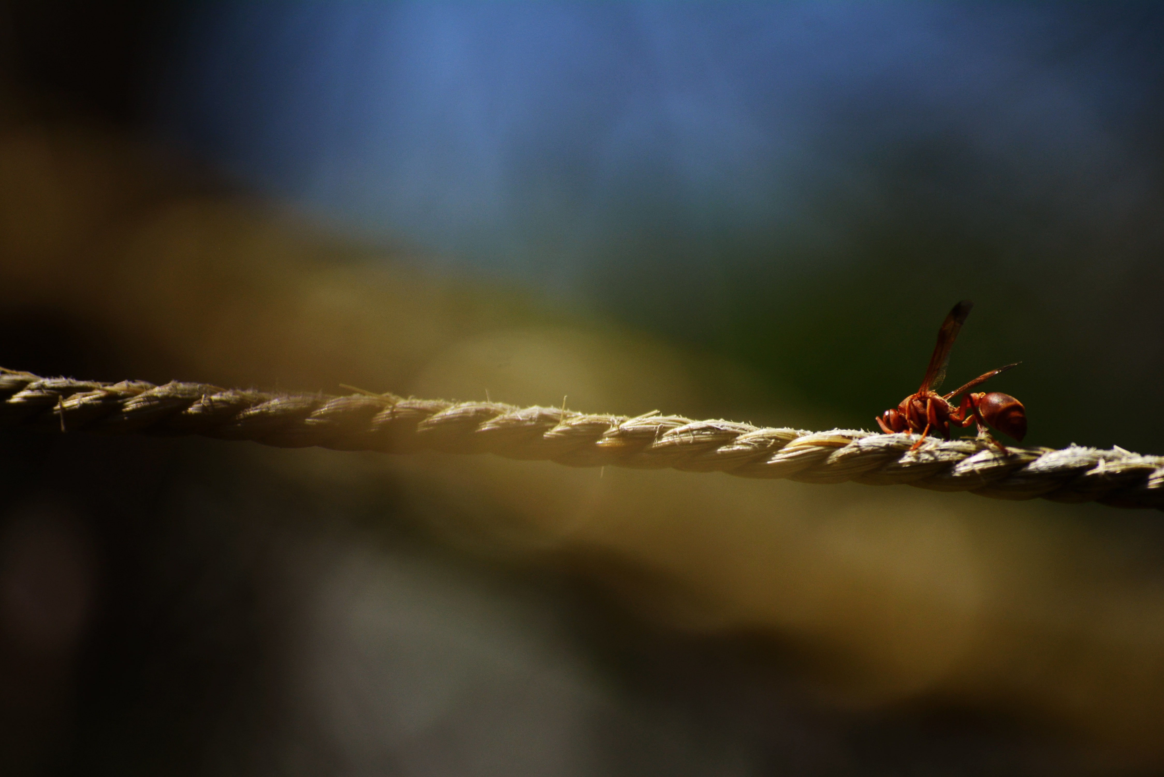 wood - material, 4K, outdoors, animal wildlife, plant part, leaf, nature, animal themes, selective focus, beauty in nature, invertebrate, plant, one animal, HD Wallpaper