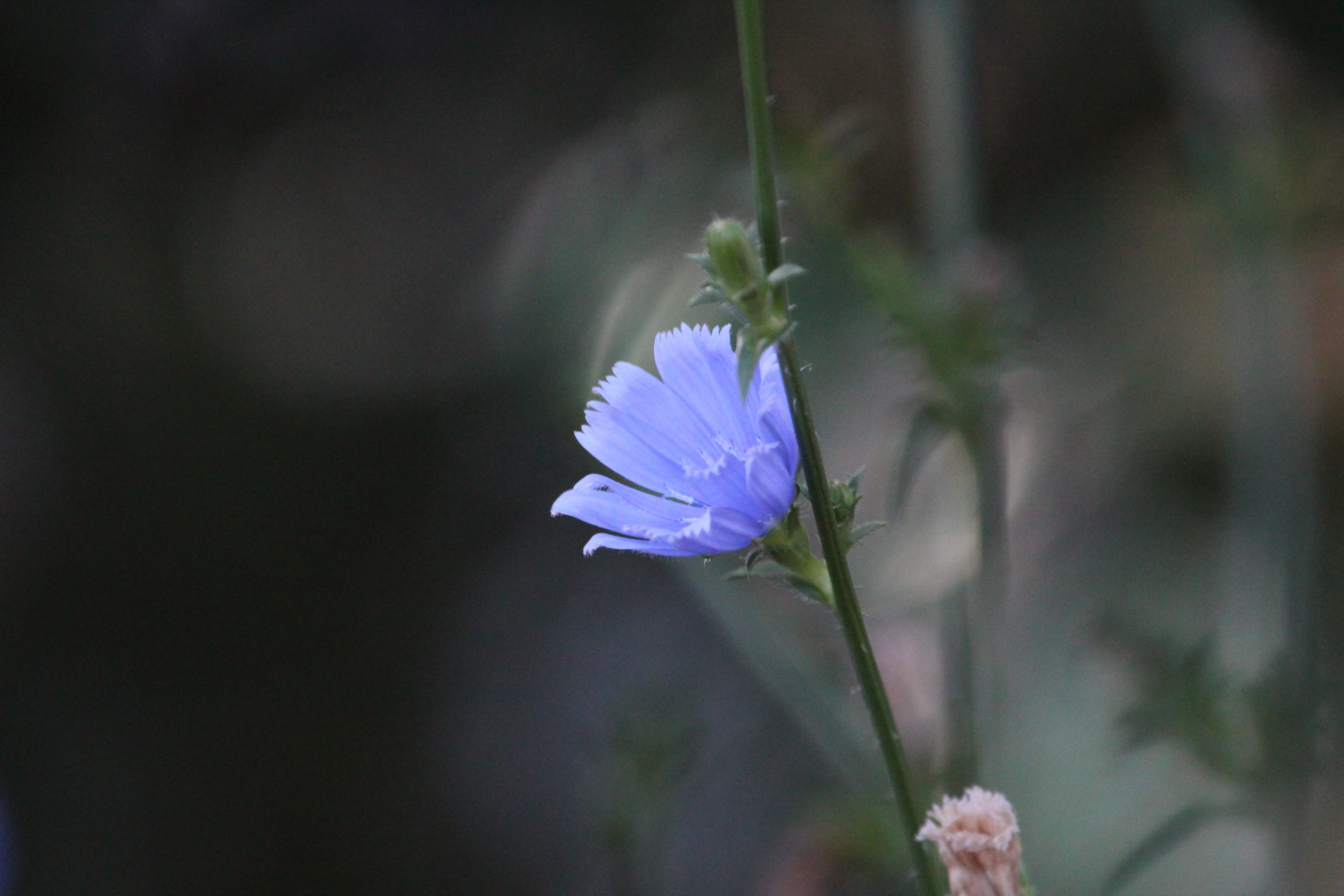 growth, blooming, coffee-substitute, freshness, outdoors, wild, plant stem, selective focus, fragility, blossom, purple, 5K, nature, plant, blue, close-up, HD Wallpaper