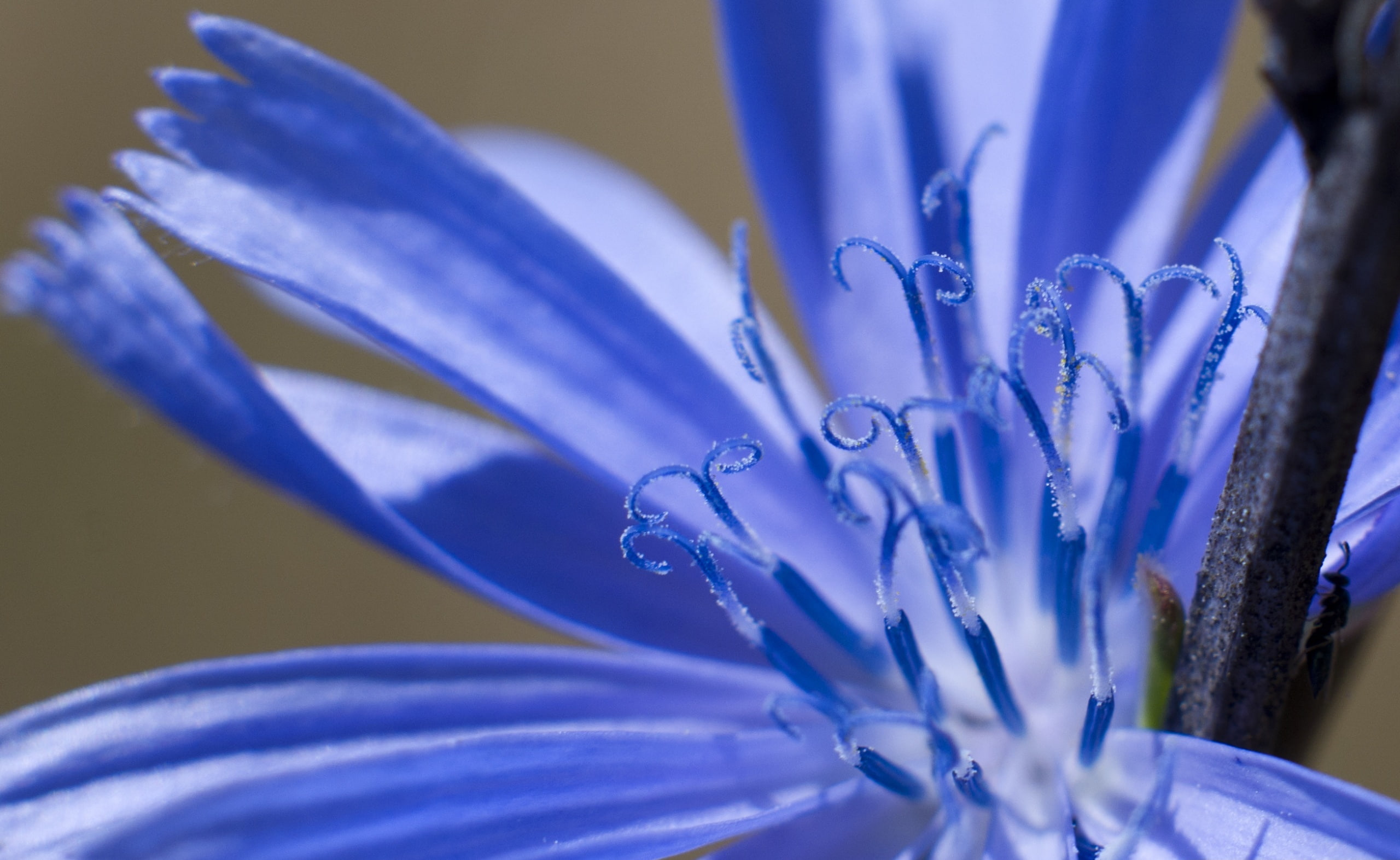 springtime, Weed, nature, enhancer, fragility, extension, Tube, dew, flower, blue, Macro, close-up, petal, selective focus, flowering plant, purple, wet, HD Wallpaper