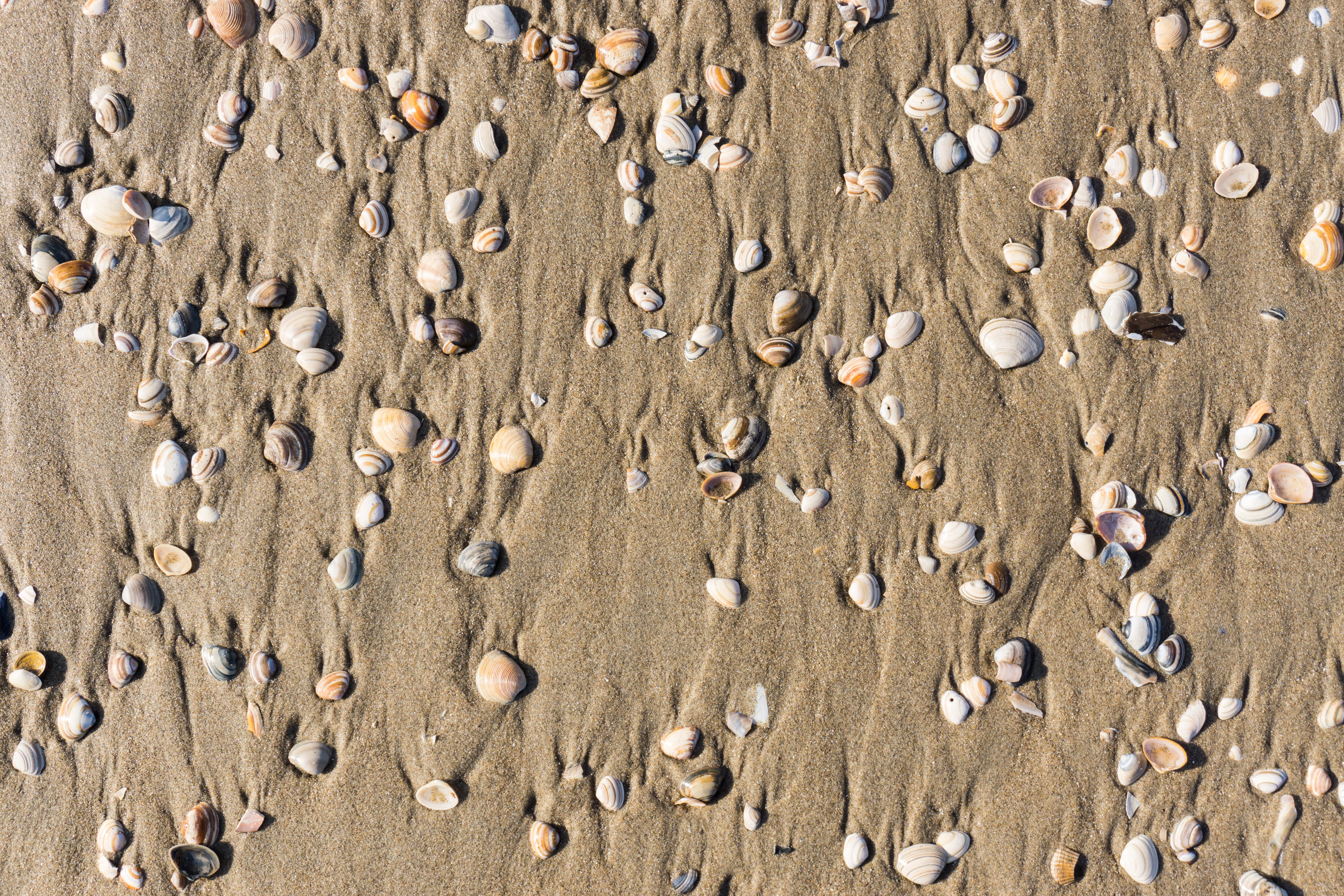 texture, land, directly above, beach, sea, day, seashell, the hague, beauty in nature, scheveningen, netherlands, high angle view, sheels, backgrounds, HD Wallpaper
