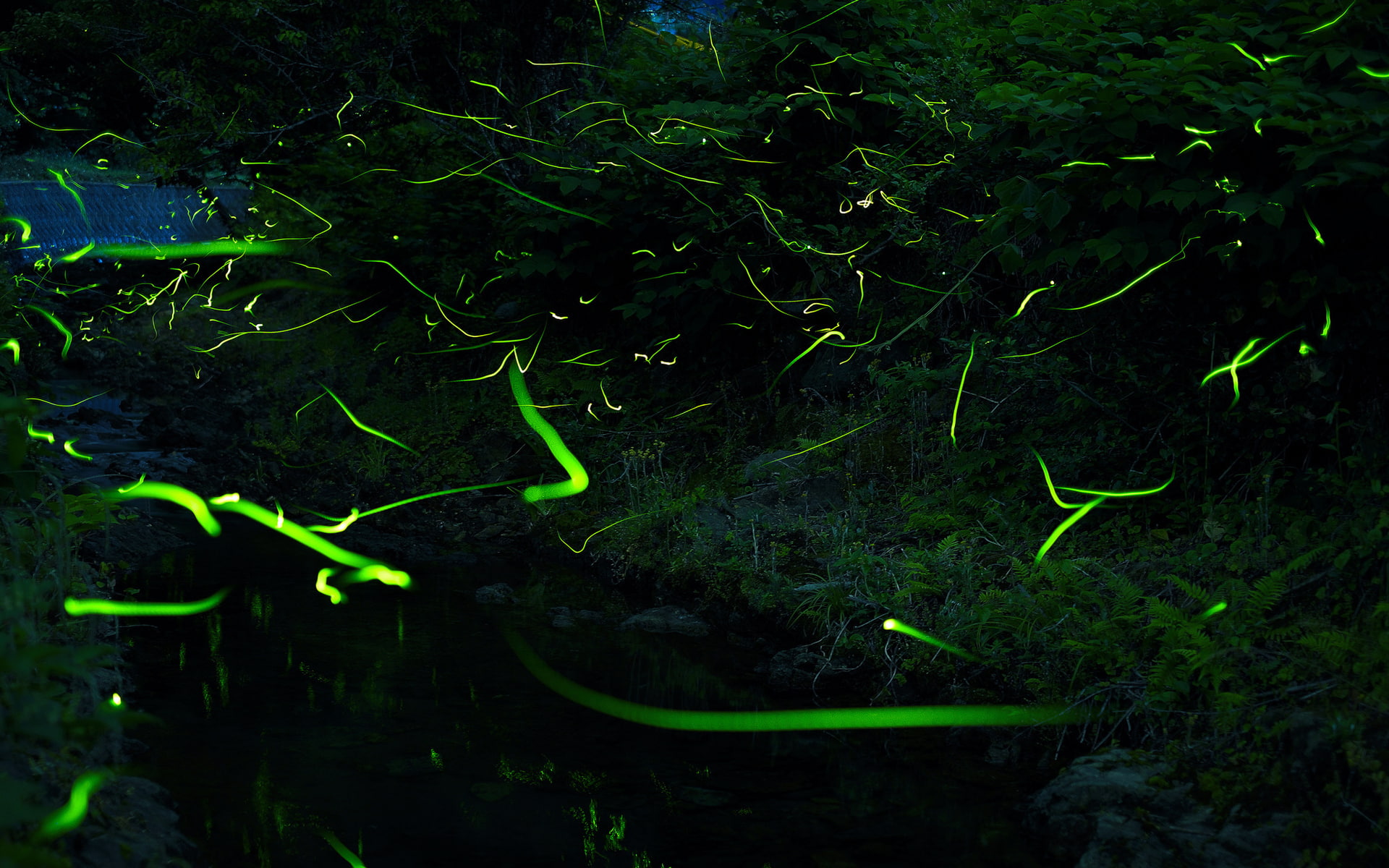 forest, bright, night, psychedelic, abstract, firefly, glow, lights, photography, flies, timelapse, 1080P, manipulation, HD Wallpaper