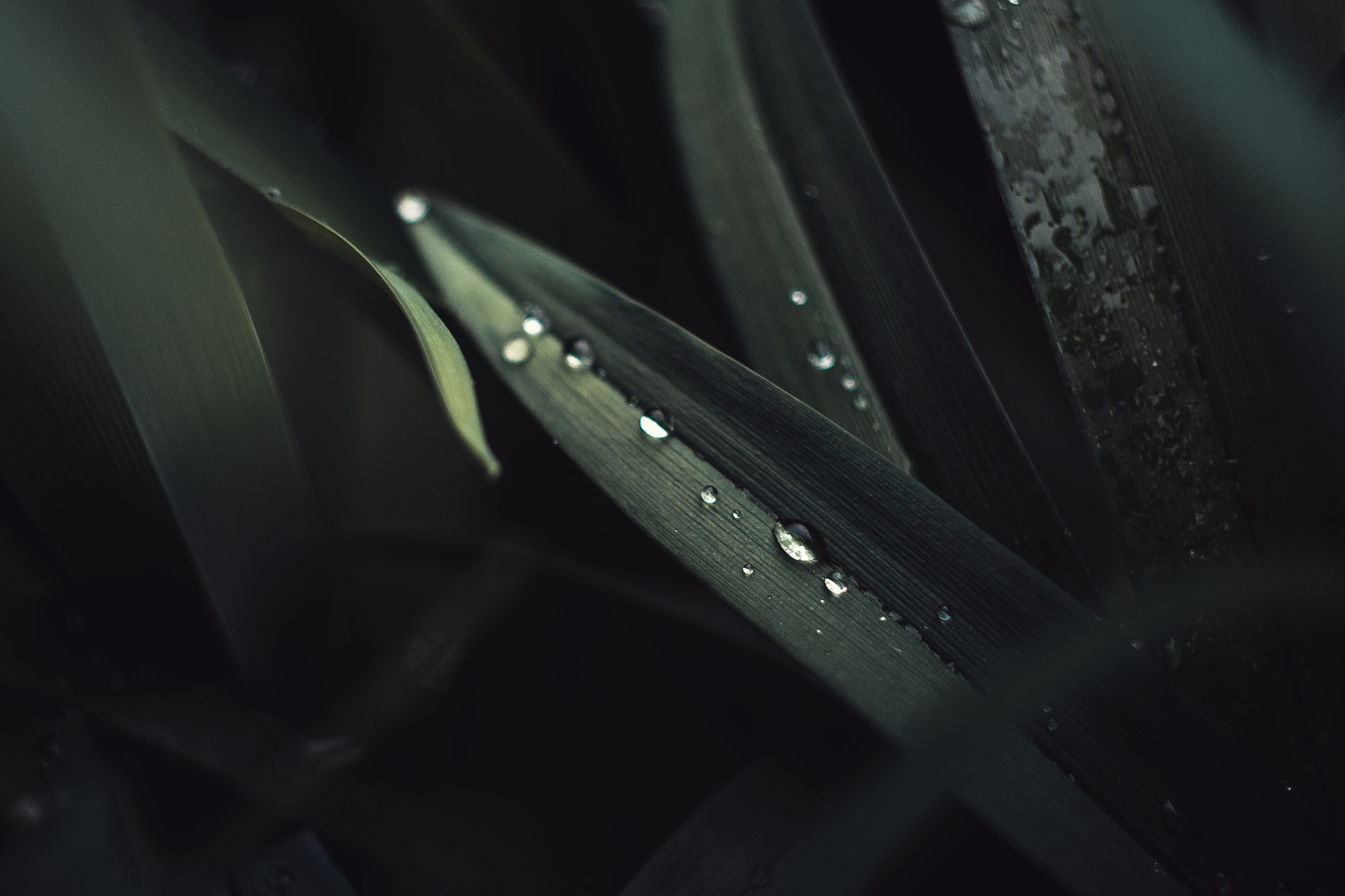 no people, green color, growth, day, high angle view, summer, green, spring, drop, highres, wet, leaf, raindrop, helios, hd background, freshness, beauty in nature, HD Wallpaper