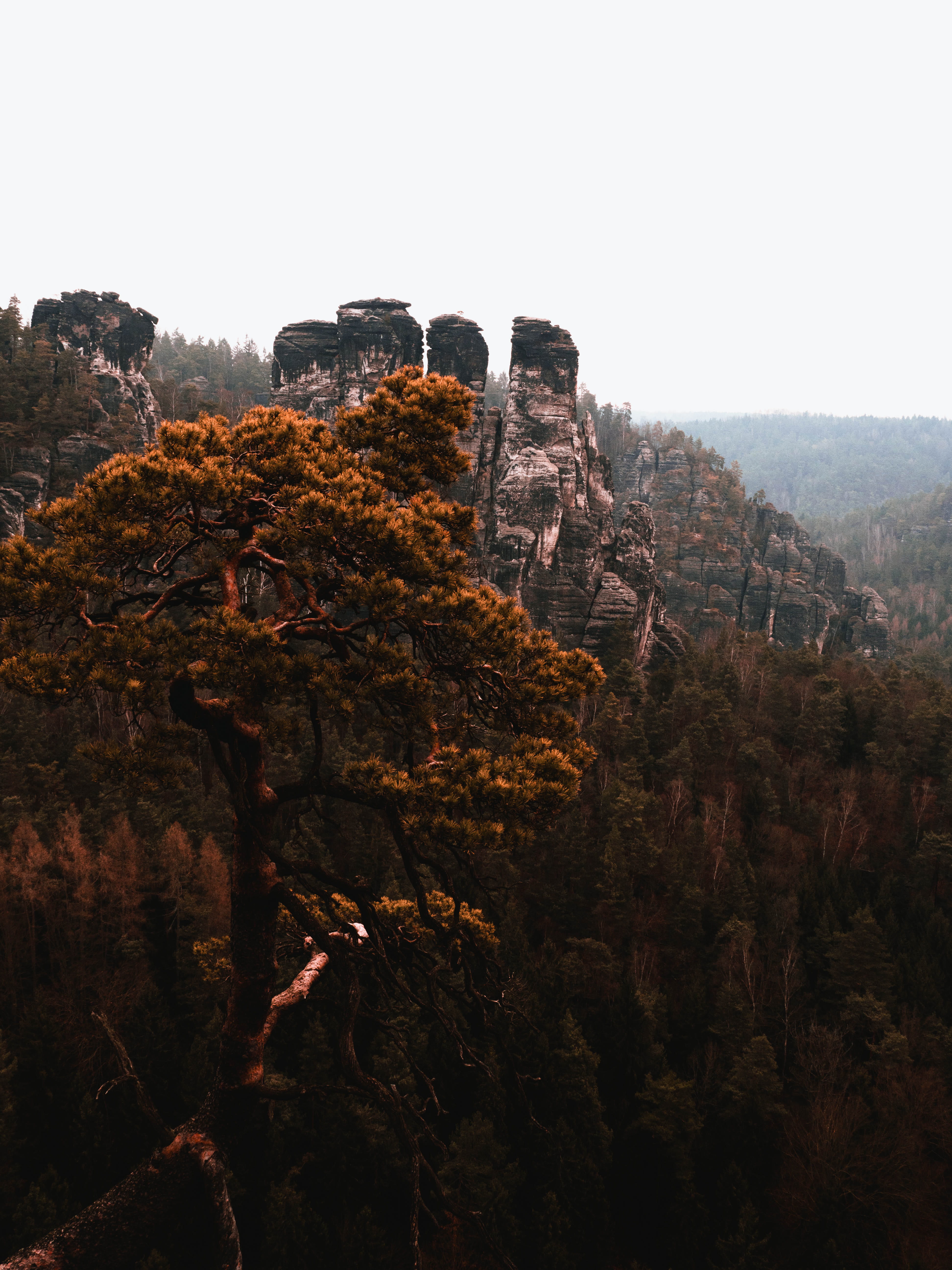 brown, tree, daytime, ancient civilization, architecture, day, outdoors, photo, saxonswiss, solid, rock - object, sunlight, rock formation, earth, land, Phone HD Wallpaper
