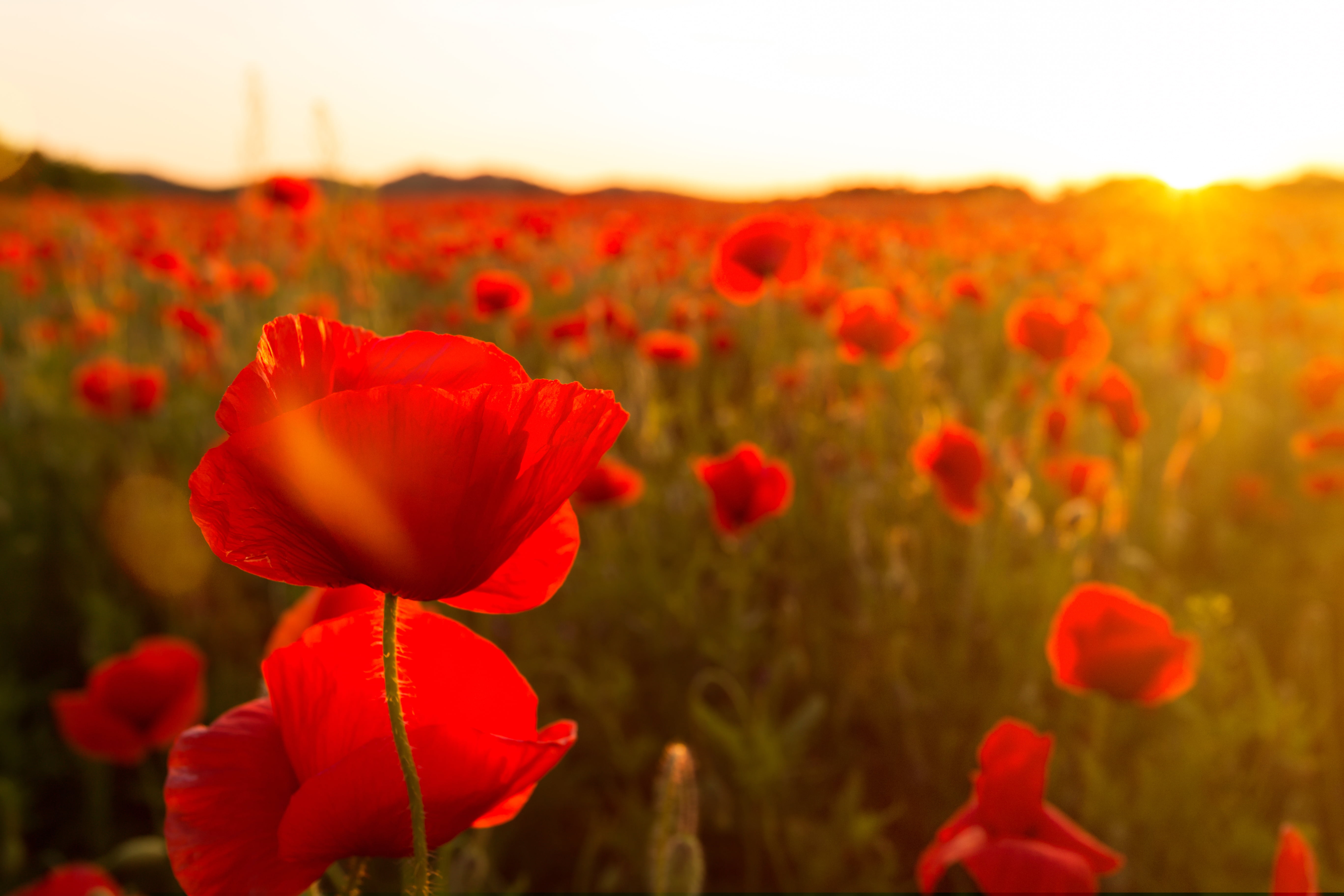 deutschland, Sonne, Germany, acker, close, Sommer, yellow, summer, Ich, 5K, poppy, close up, plant, Canon, DANKE, red, sagen, daytime, mal, photo, sky, HD Wallpaper