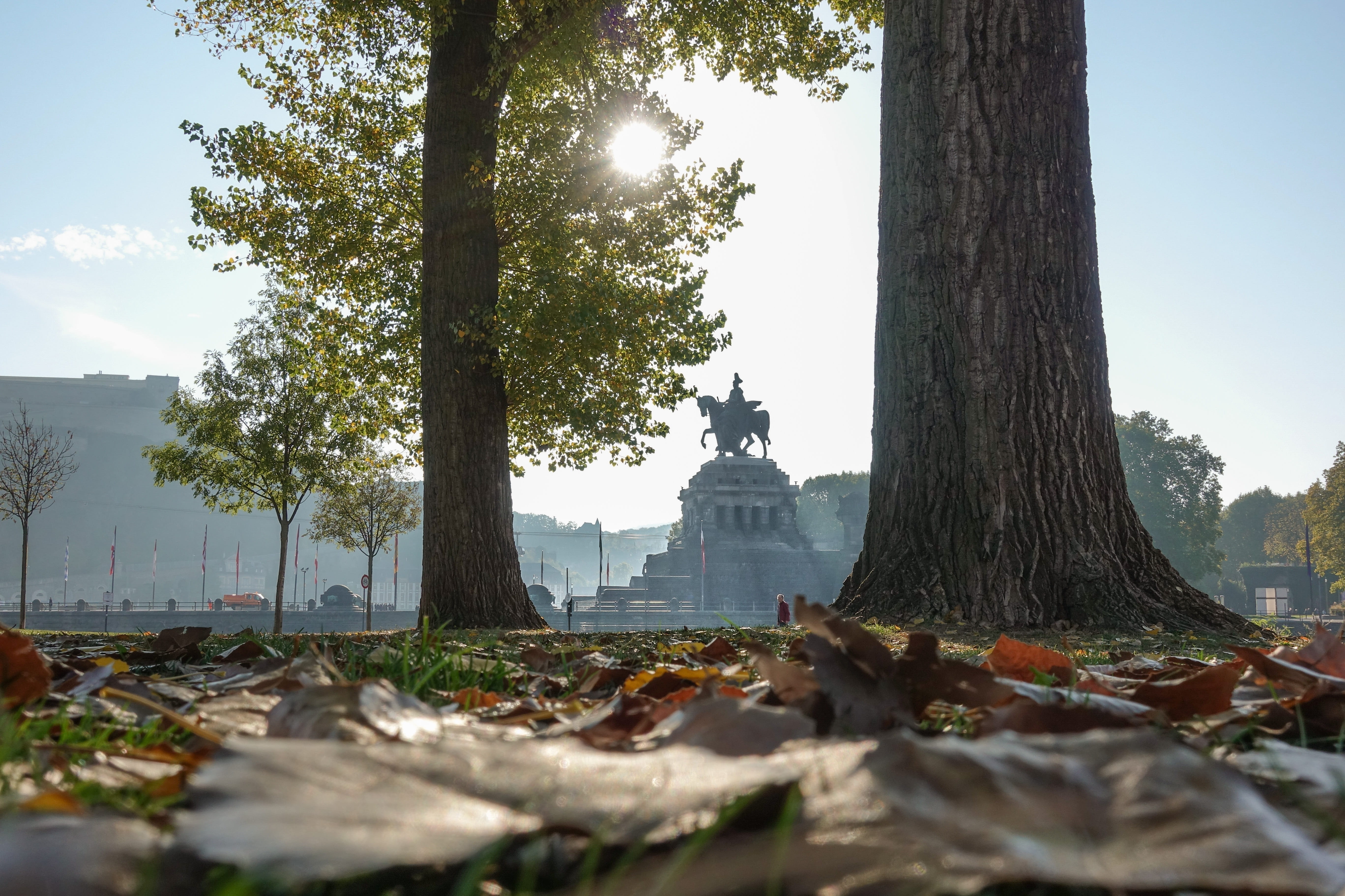 leaves, built structure, tree, river, sunlight, growth, rhine, statue, change, trunk, city, tree trunk, no people, nature, plant, architecture, sculpture, HD Wallpaper