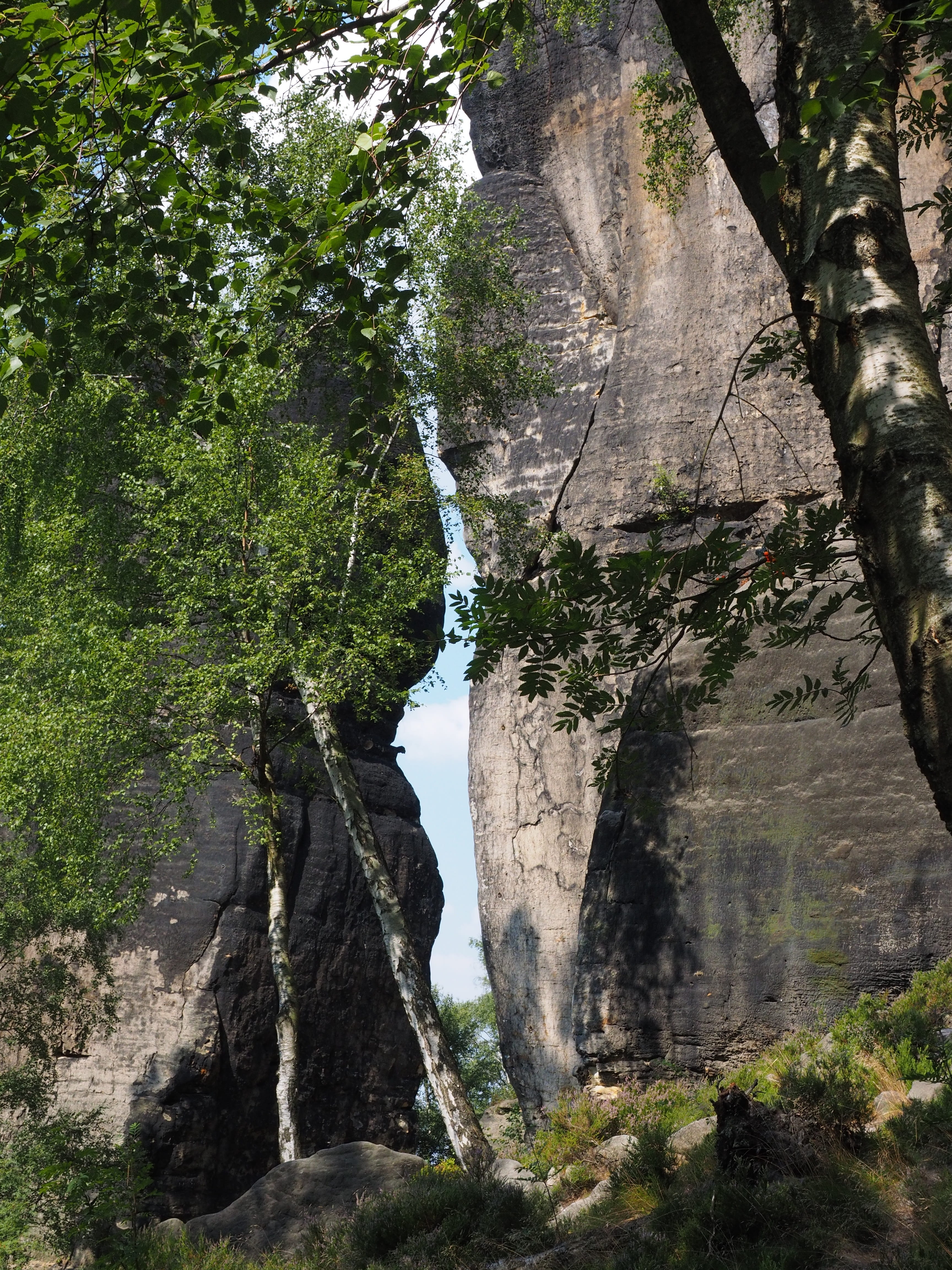 tranquility, rock formation, flowing water, flowing, elbe sandstone, tree, forest, rock - object, hike, tranquil scene, scenics - nature, water, no people, Phone HD Wallpaper