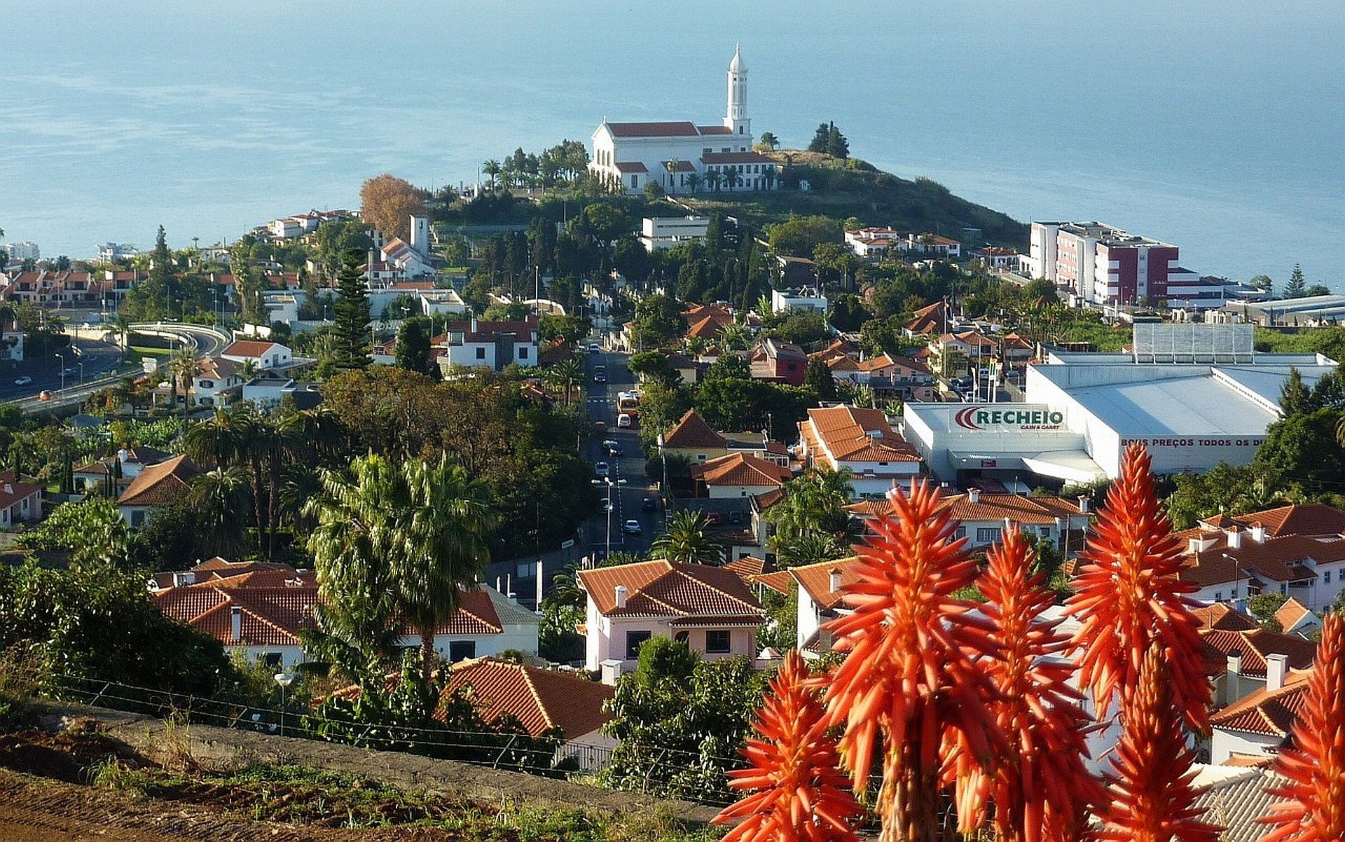 madeira, 1080P, albatros, portugal, HD Wallpaper