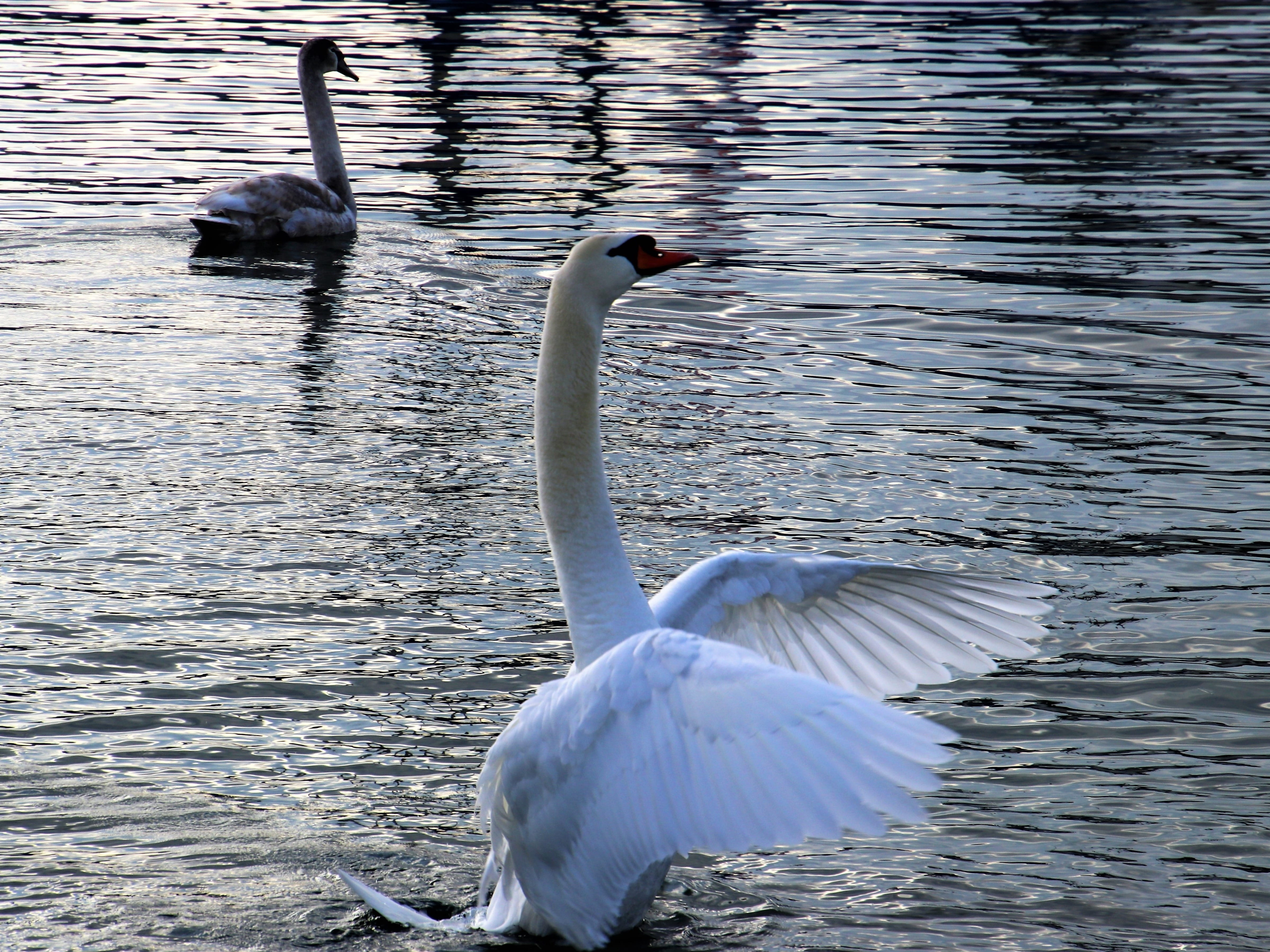 animal neck, day, floating on water, group of animals, the water, rostawione, charming, two animals, gray, zoology, courtship, vertebrate, bodensee, vertical, HD Wallpaper