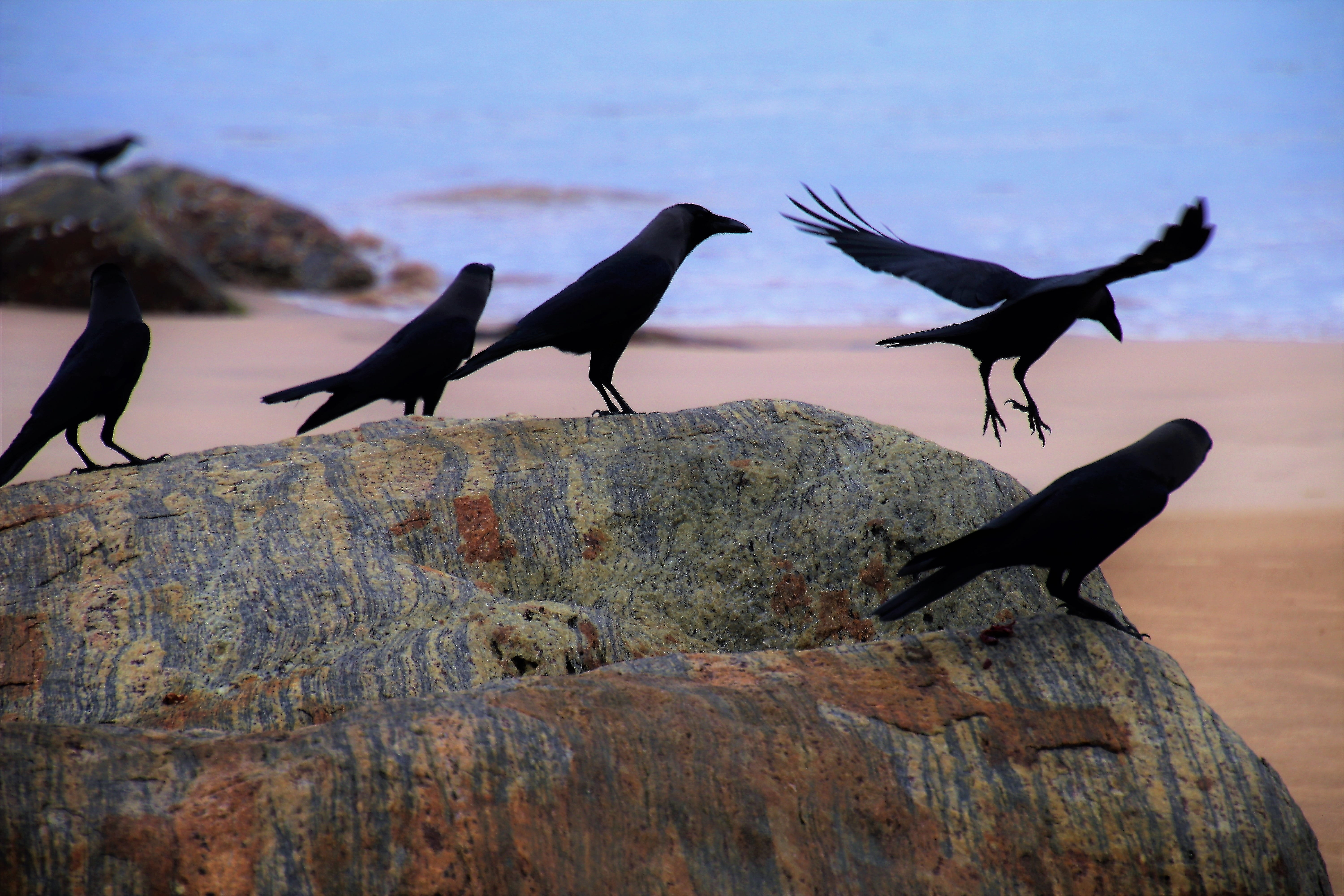 wild, sky, perching, animal, travel, large, rest, side view, 5K, cruise, water, rack, bird, five, birds, no one, black, wind, sea, day, animal themes, HD Wallpaper