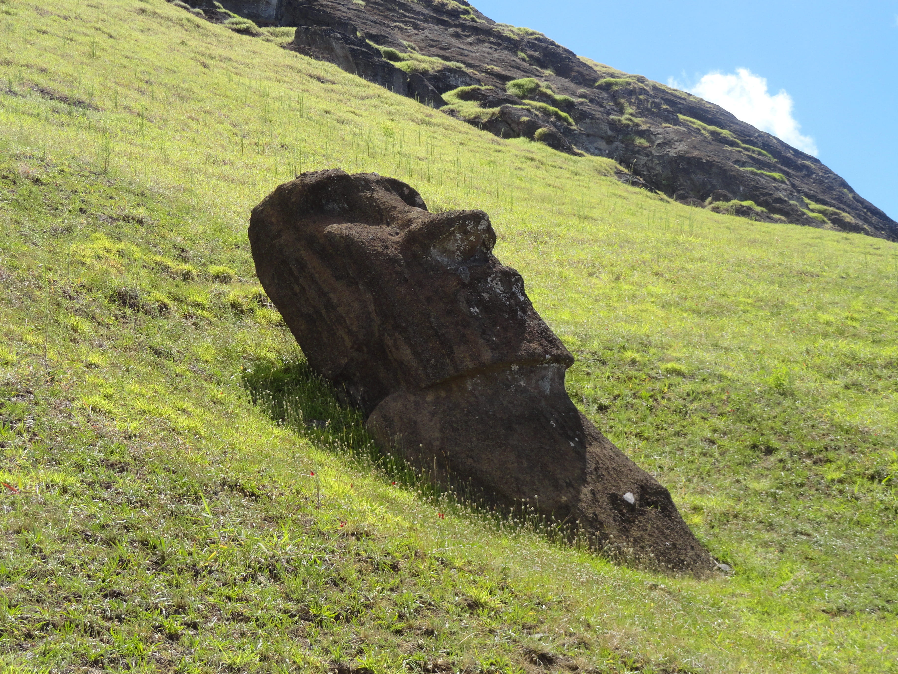 rapa, 2K, plant, tree, statue, moai, green color, day, environment, animal themes, animal, land, landscape, chile, one animal, hangaroa, mammal, nui, nature, HD Wallpaper