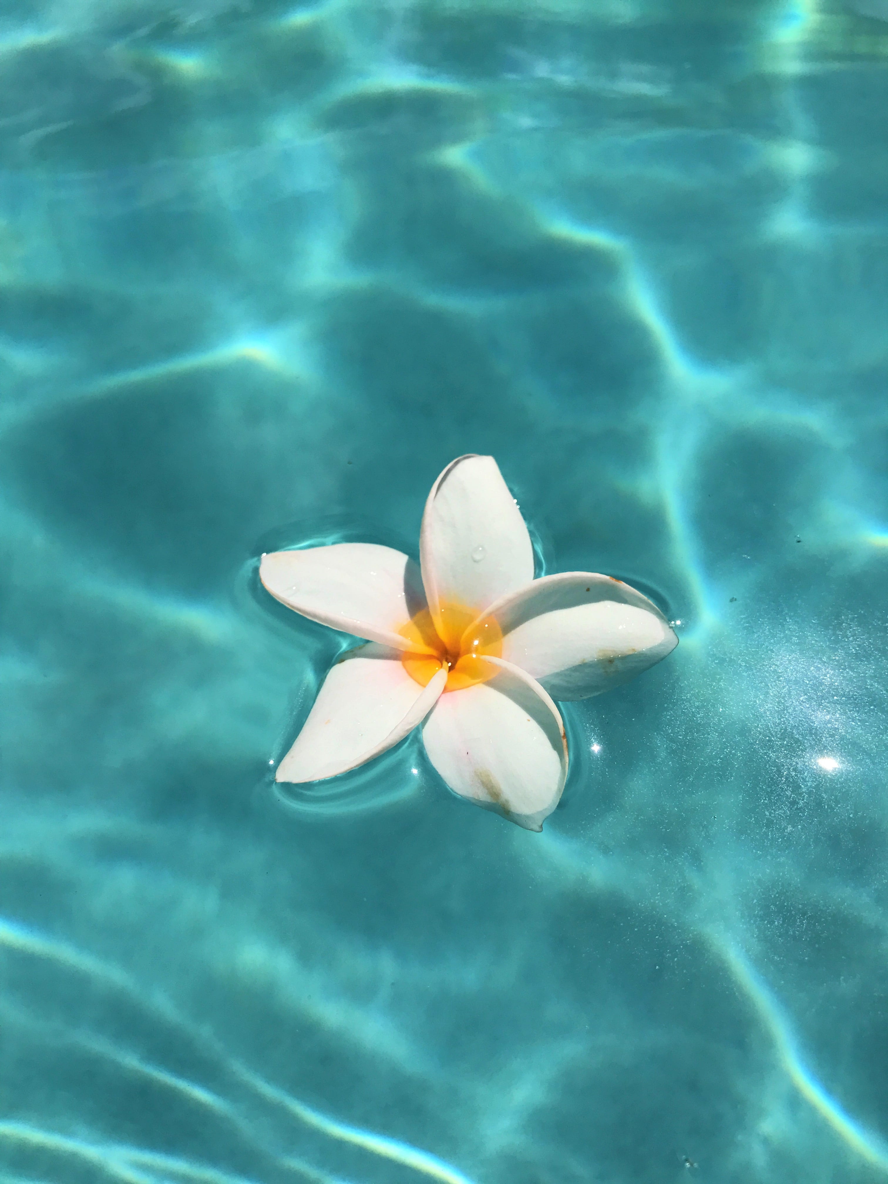 4K, inflorescence, day, botanical, nature, flower, high angle view, turquoise colored, flowering plant, exotic, frangipani, pool, water, flower head, tropical, Phone HD Wallpaper