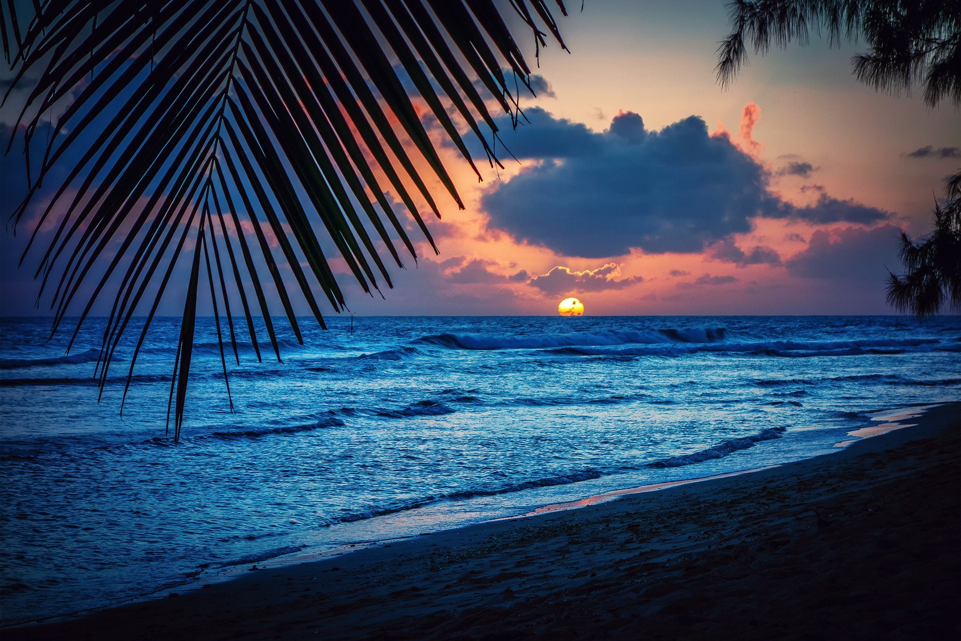 sunset, trees, caribbean, nature, palm, sea, 1080P, silhouette, barbados, sun, evening, beach, landscape, leaves, HD Wallpaper