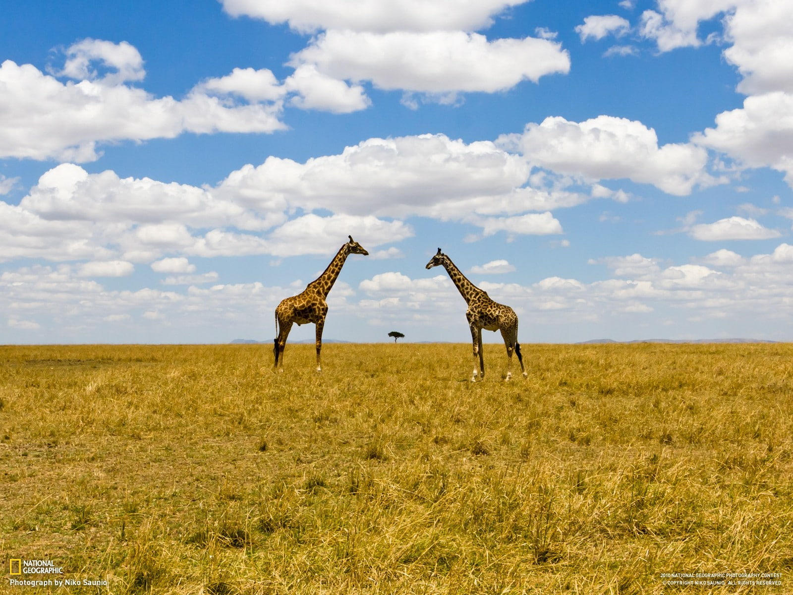 landscape, giraffes, clouds, National Geographic, 720P, animals, HD Wallpaper