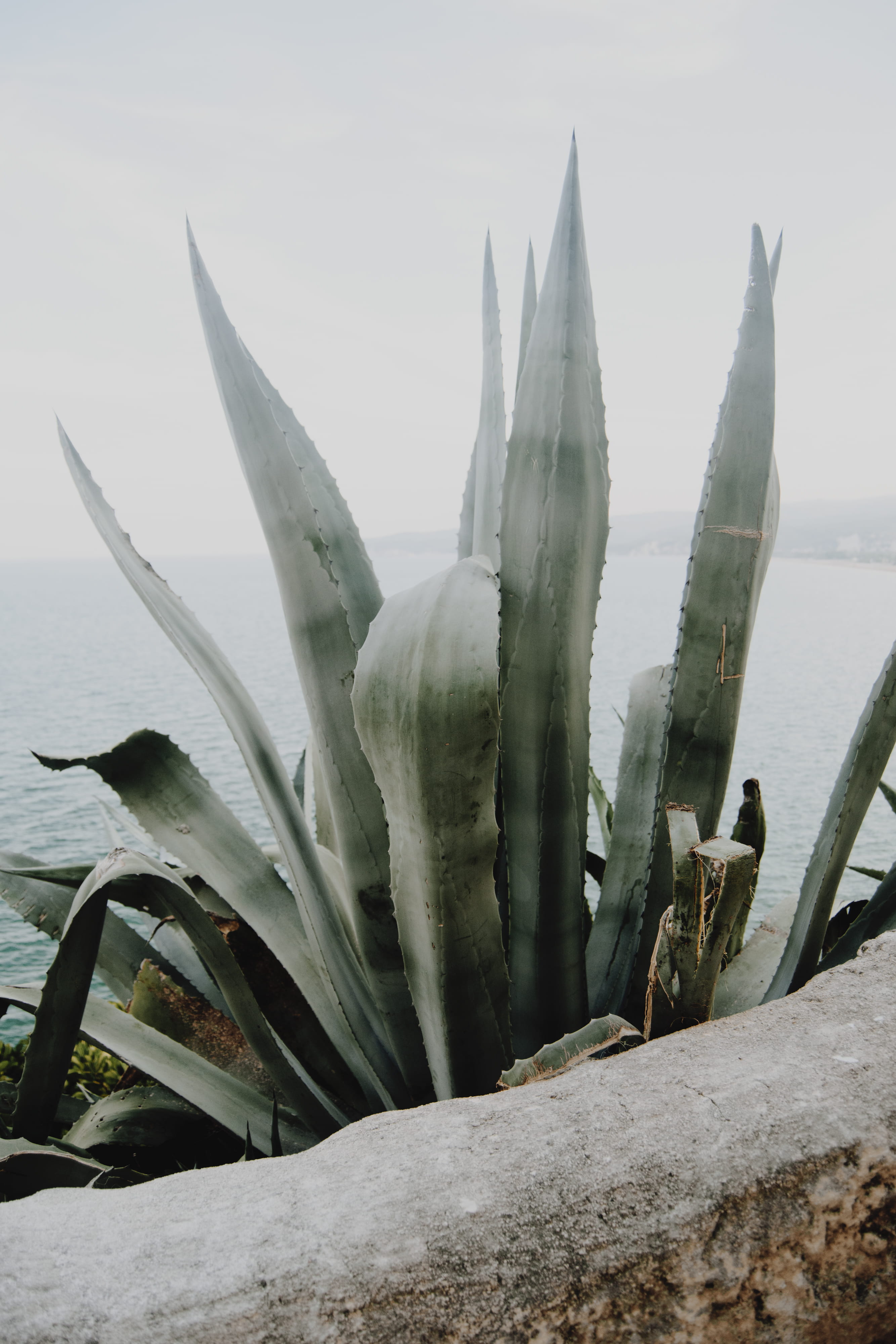 green, close-up, spiky, beauty in nature, day, cactus, outdoors, sea, aloevera, spiked, vieste, thorn, aloe vera plant, sharp, sky, 4K, succulent plant, Phone HD Wallpaper