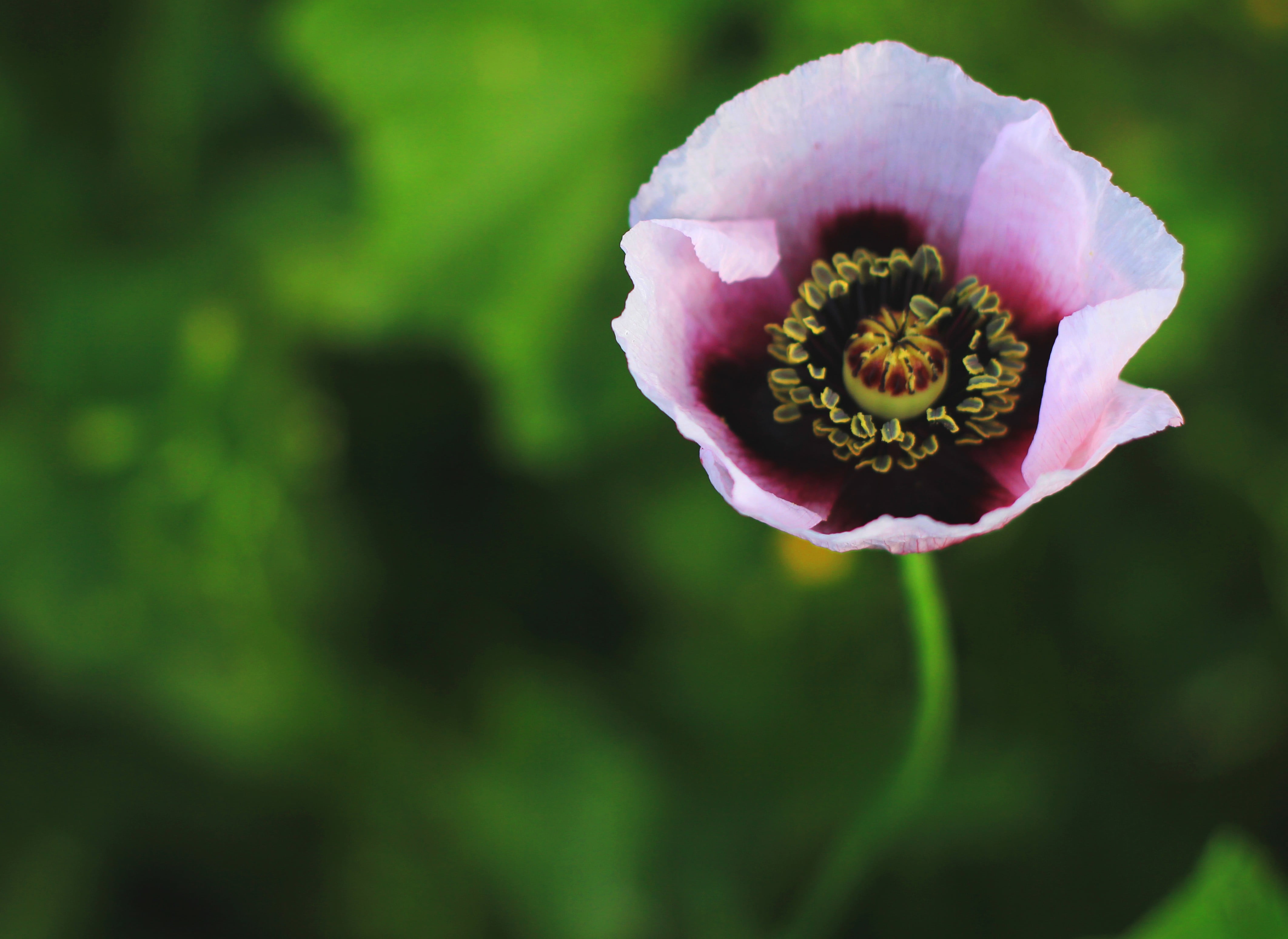 freshness, fiat 500, focus on foreground, macro, flower head, pollen, flowers, day, plant, beauty in nature, Canon, photography, pink, 4K, growth, black, HD Wallpaper