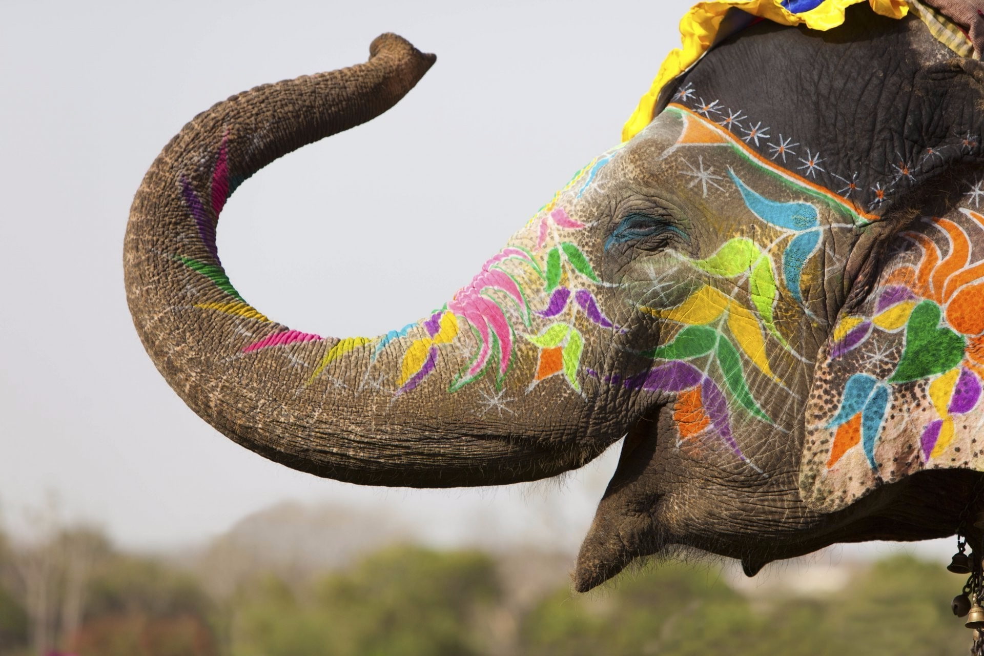 animals, trunks, elephant, happy, 1080P, photography, wildlife, tattoo, India, HD Wallpaper