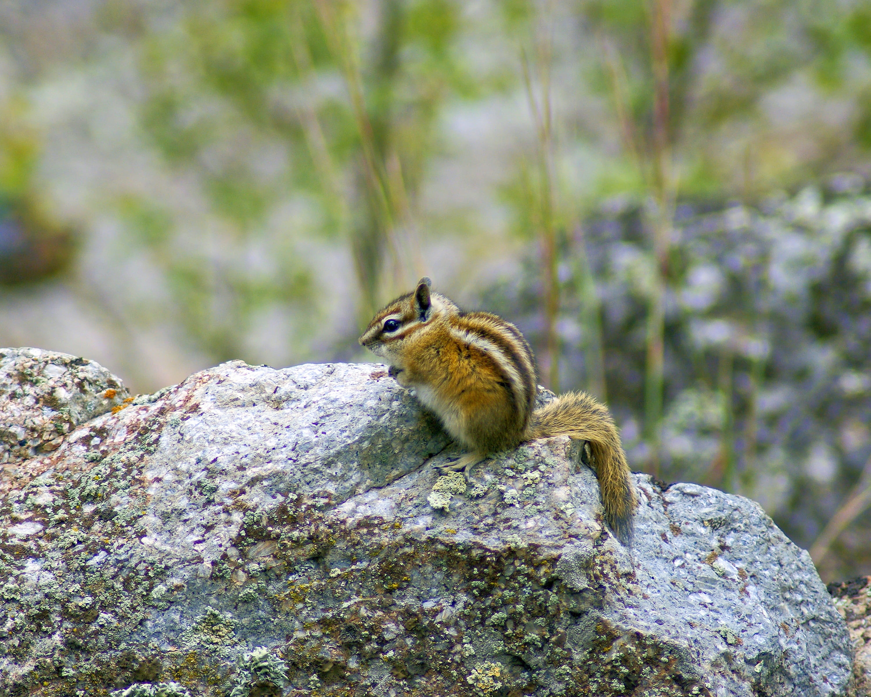 solid, small, rock, outdoors, tower, devils, wildlife, nature, vertebrate, animal wildlife, rock - object, cute, devils tower wyoming chipmunk, animal themes, HD Wallpaper