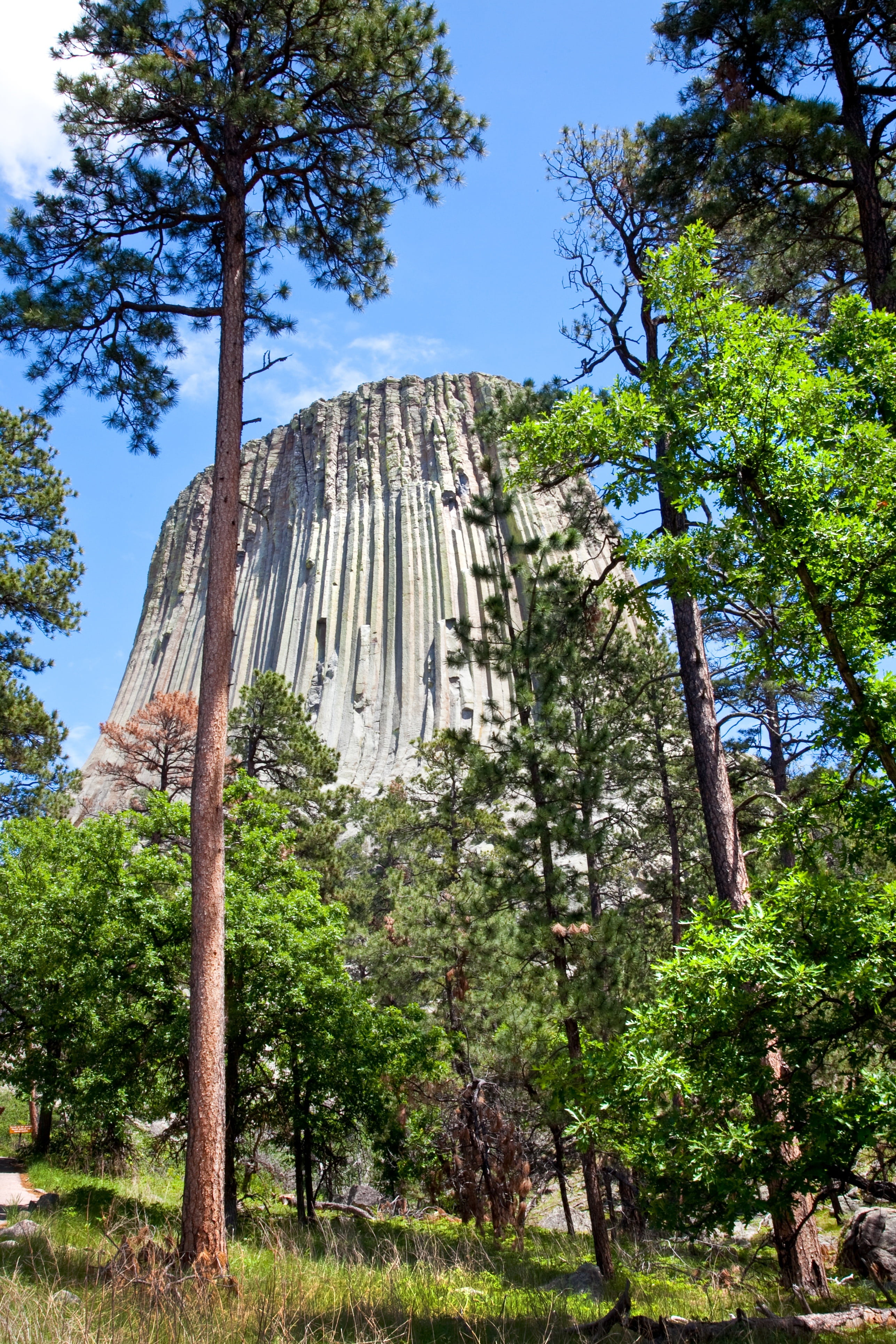 national, tranquil scene, sky, monolith, low angle view, 4K, beauty in nature, tower, forest, growth, nature, plant, sunlight, no people, bark, devils tower, Phone HD Wallpaper