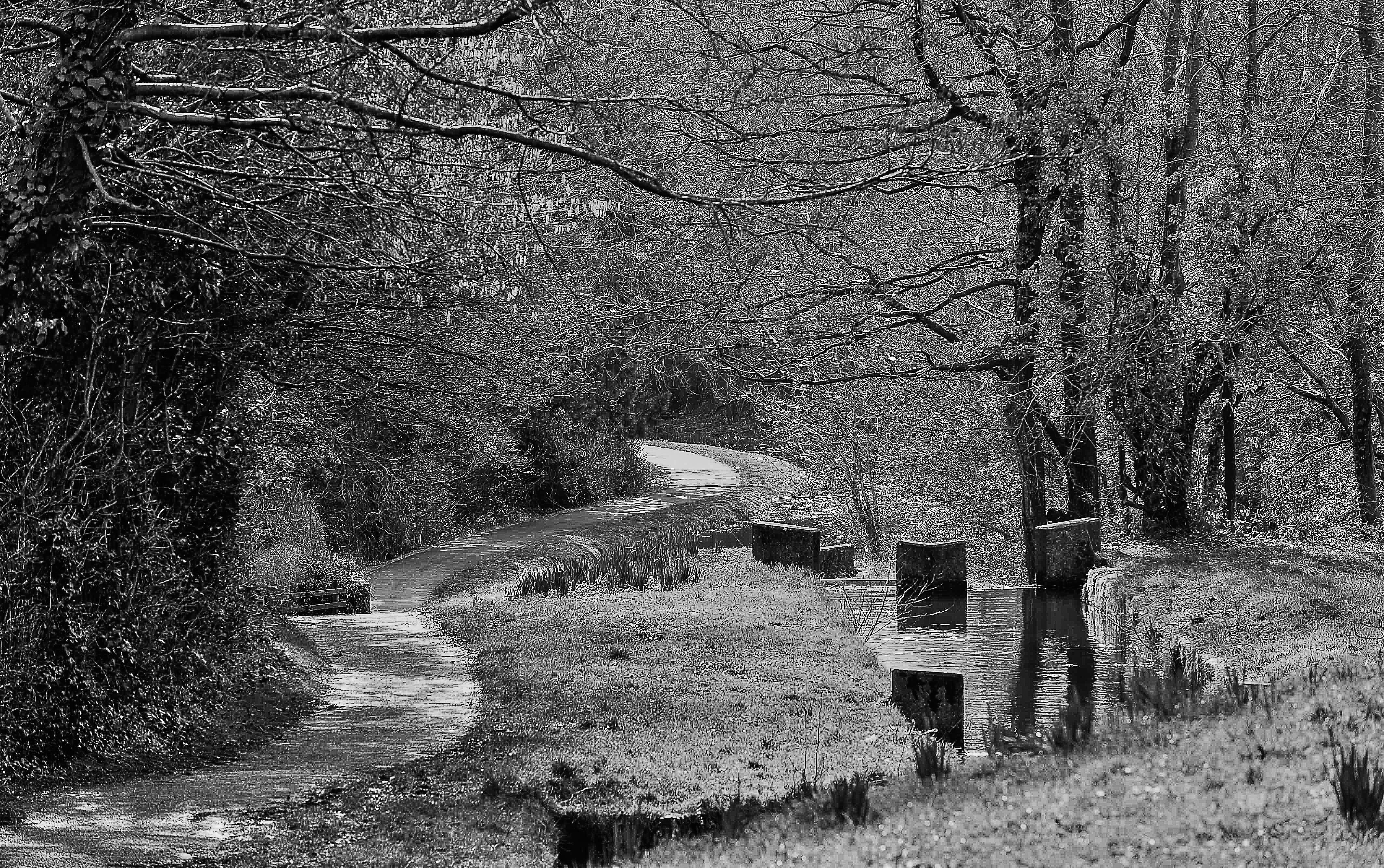 footpath, land, pontnewydd, narrowboat, 4K, longboat, scenics - nature, mon brec, forest, widebeam, bare tree, growth, barge, water, nature, direction, HD Wallpaper