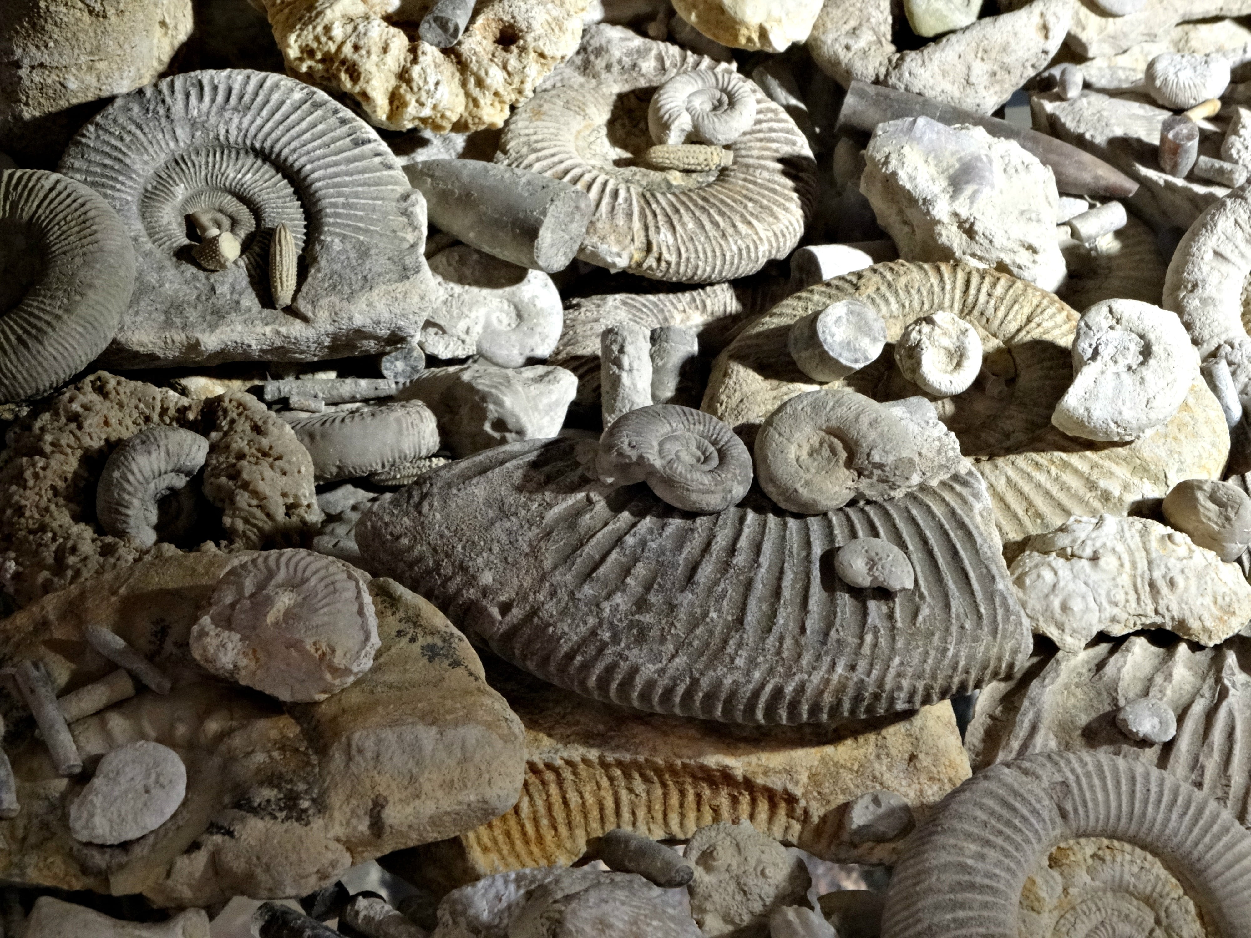 abundance, animal shell, food, pattern, the museum, mushroom, edible mushroom, fossils, prehistory, animal wildlife, no people, backgrounds, nature, ammonites, HD Wallpaper