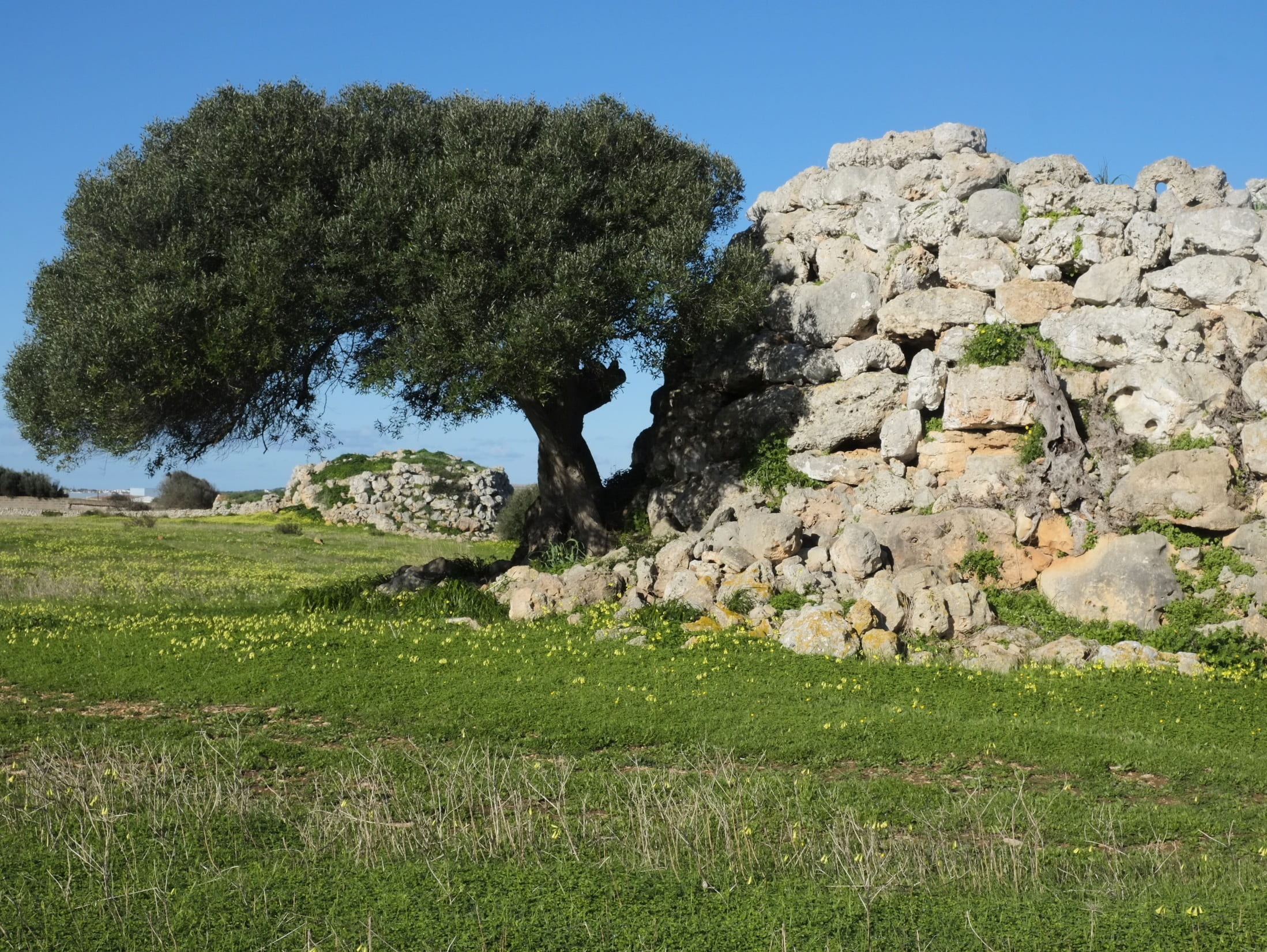 1080P, land, landscape, rock, solid, rock - object, talaiot, field, beauty in nature, no people, outdoors, sky, minorca, day, tranquility, plant, prehistory, HD Wallpaper