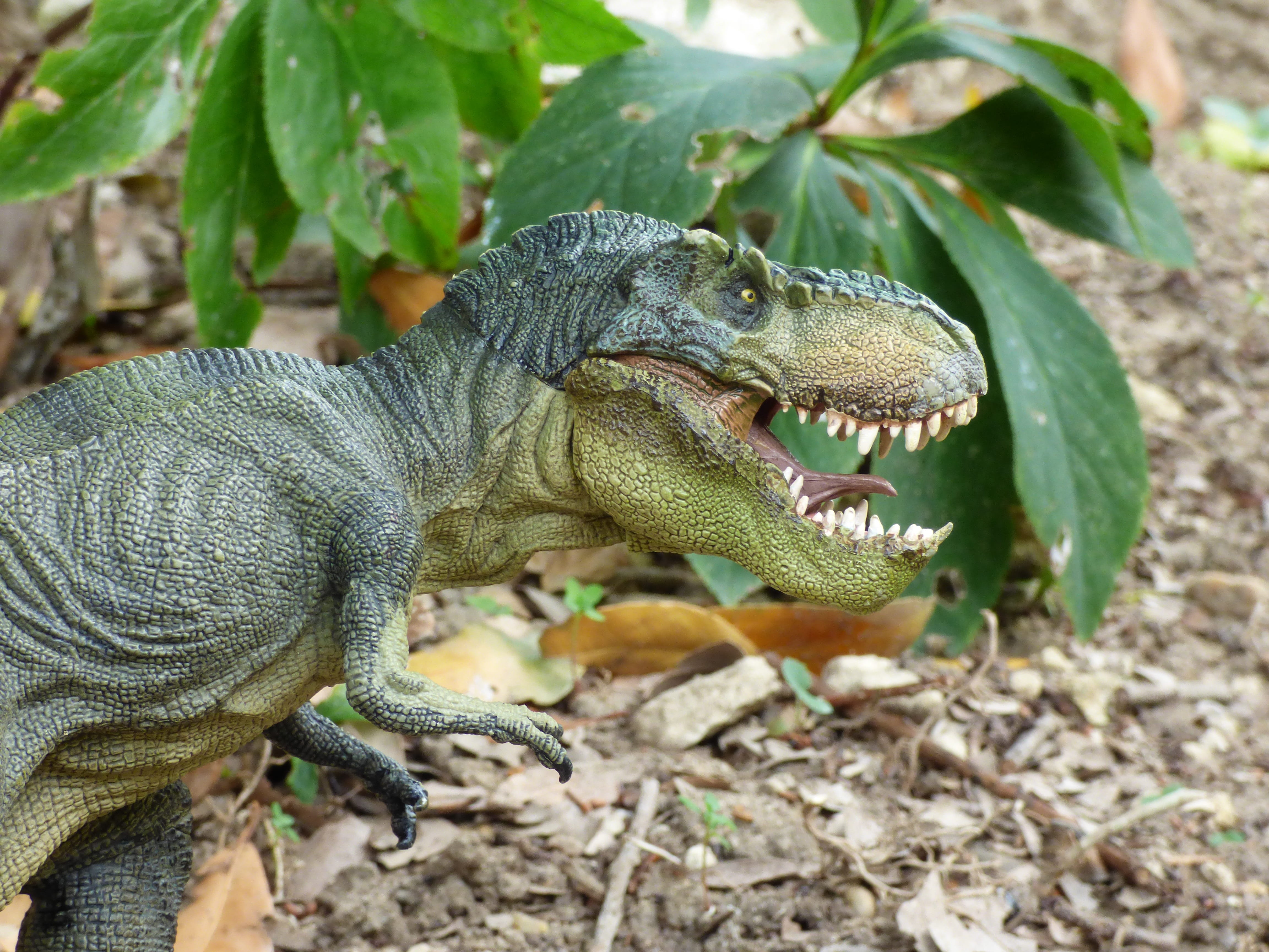 animal body part, day, carnivore, wildlife, animal, plant, mouth open, game, outdoors, reptile, rex, no people, aggression, figurine, t, 4K, Tyrannosaurus, HD Wallpaper