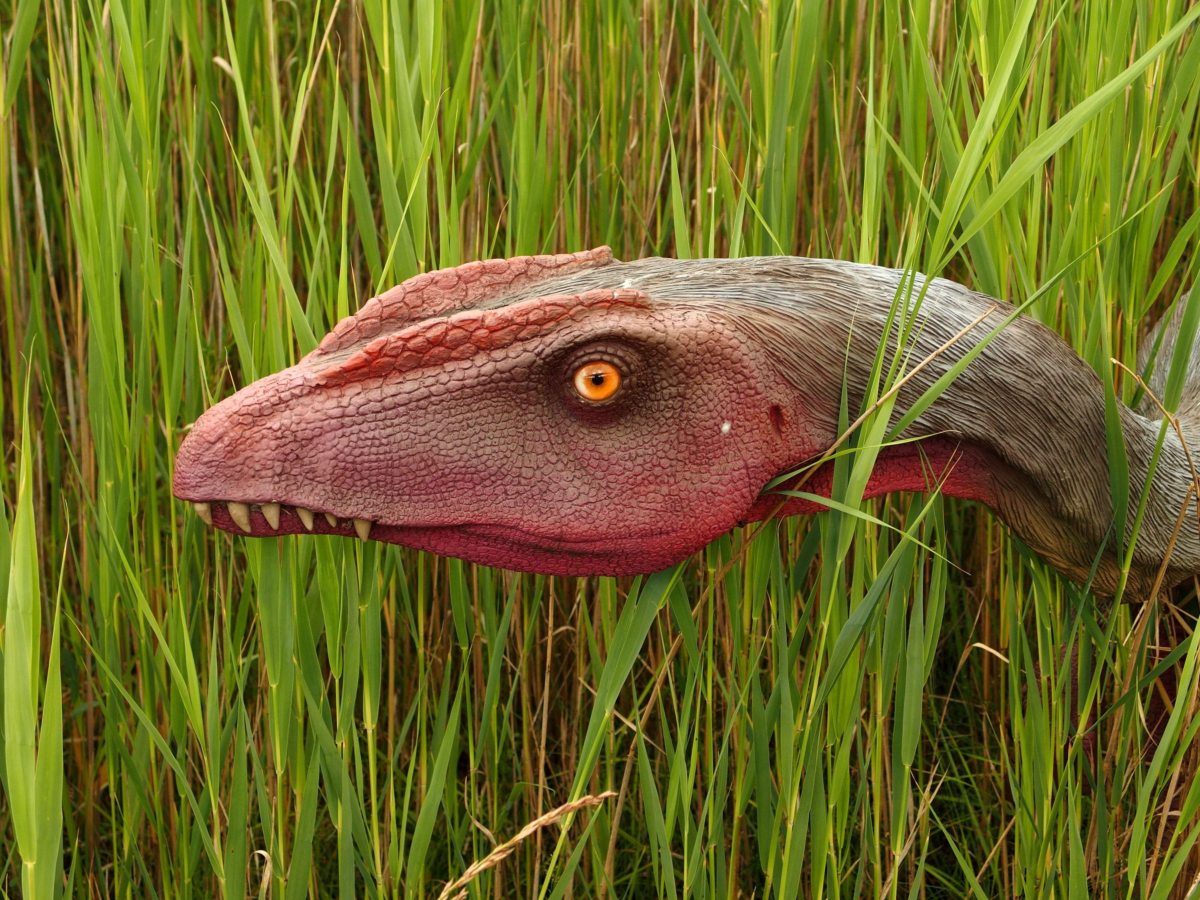 one animal, animal, growth, 4K, focus on foreground, plant, prehistory, blade of grass, monster, animal wildlife, brown, green color, field, gad, beauty in nature, HD Wallpaper