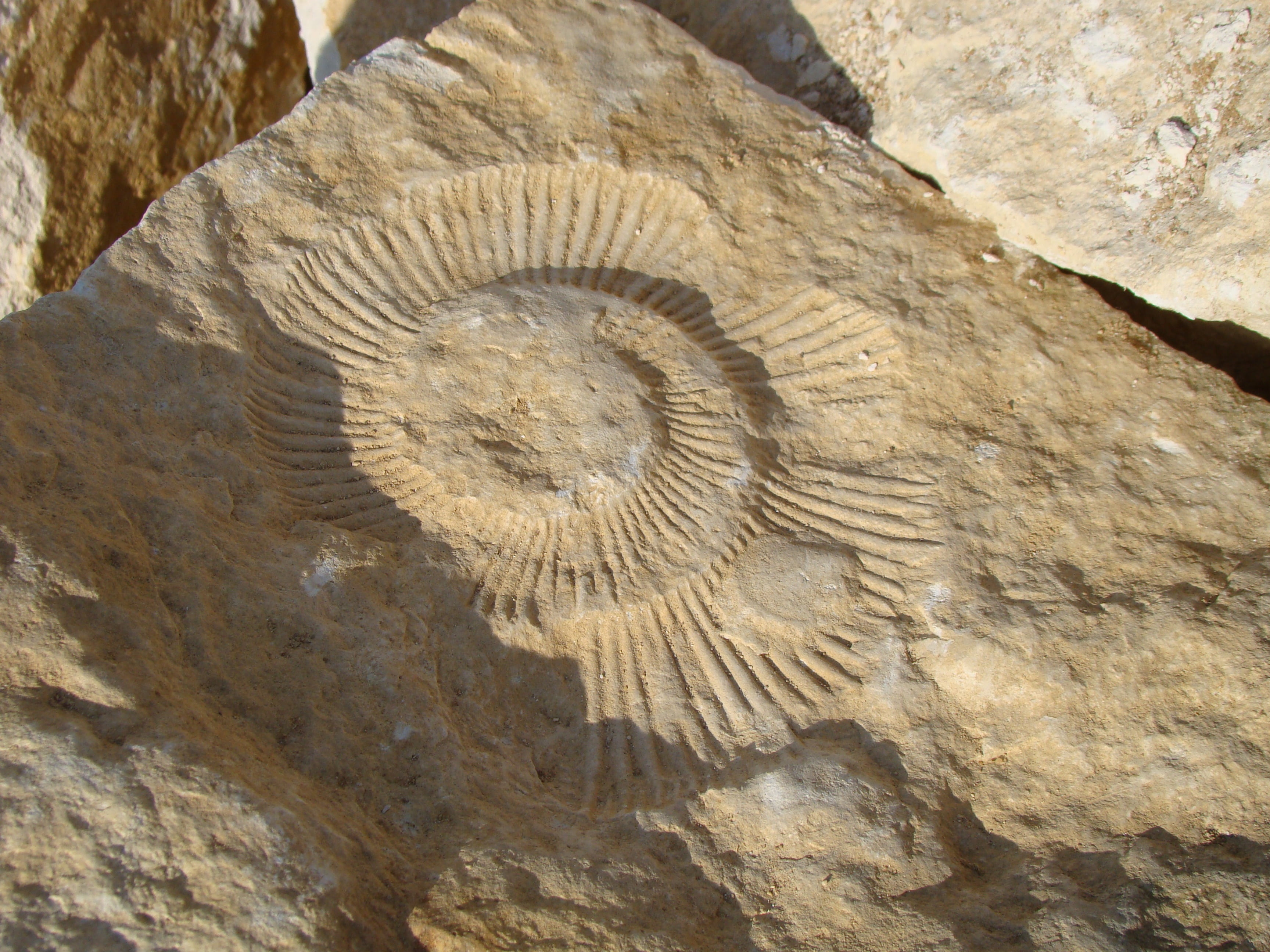 extinct, ancient, close-up, the past, rock formation, rock, day, pattern, textured, natural pattern, outdoors, spiral, history, fossil, geology, shell, HD Wallpaper
