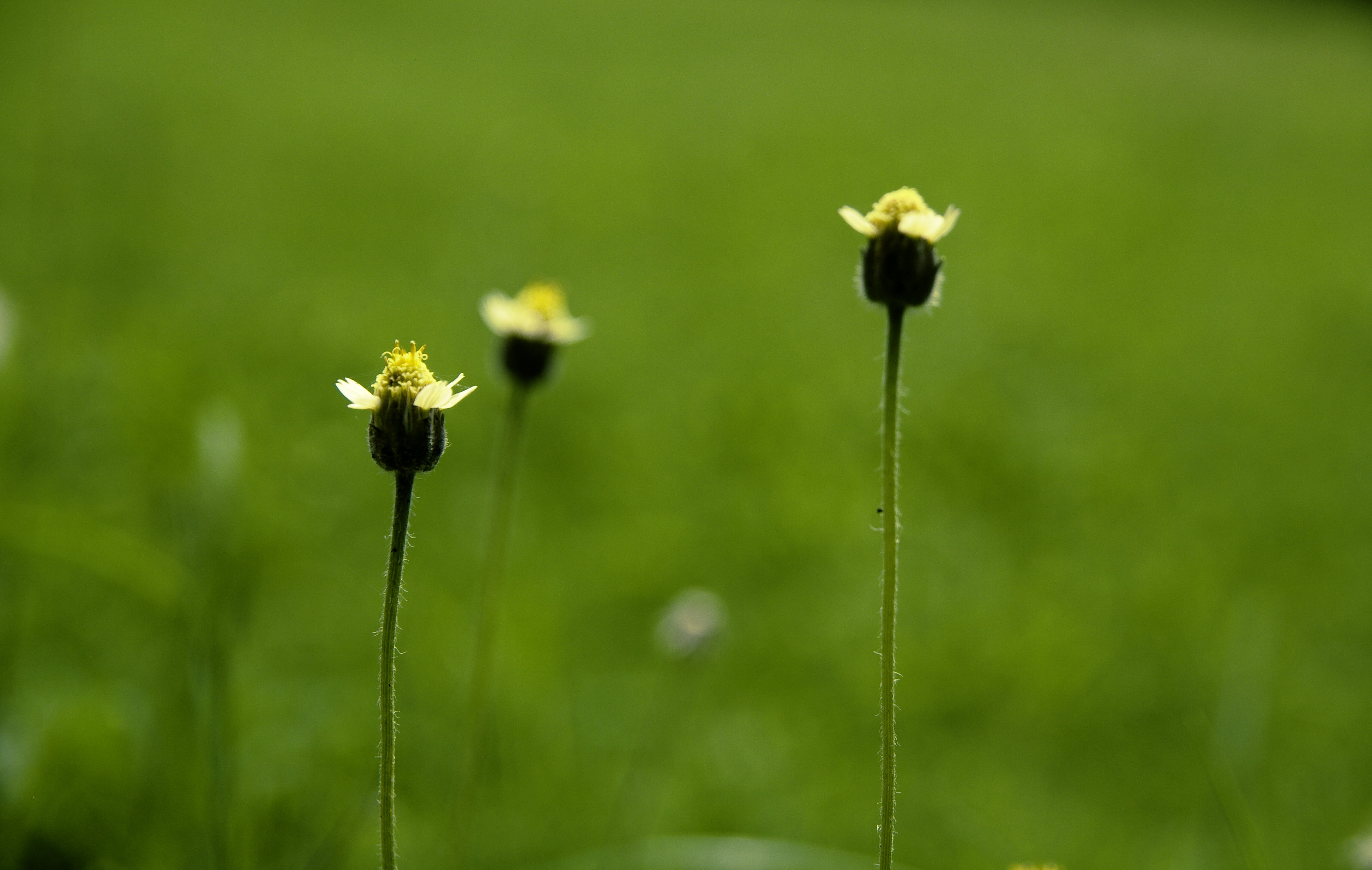 summer, Old friends, nature, India, close-up, Sigma, new friends, Dalai Lama, pass away, Green, buds, 70mm, Flickr, outdoors, Bokeh, thing, 4K, Leaf, green Color, HD Wallpaper