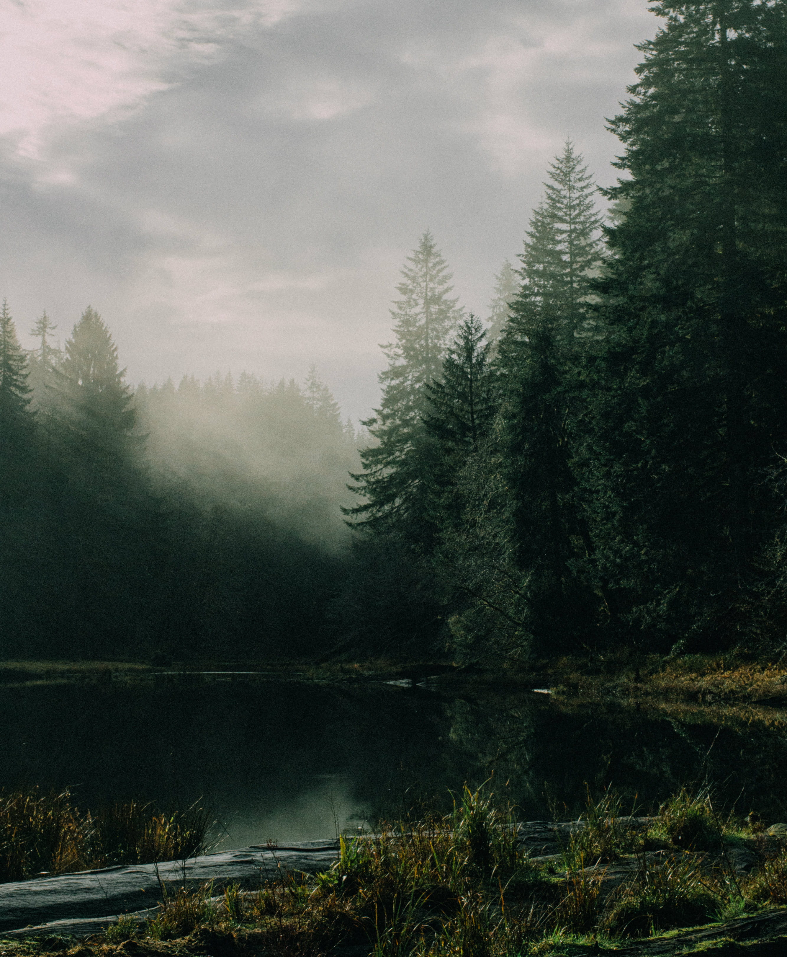 no people, nature, vegetation, conifer, grey, land, beauty in nature, pine, tree, white, jungle, tranquility, sky, forest, coniferous tree, growth, trees, Phone HD Wallpaper