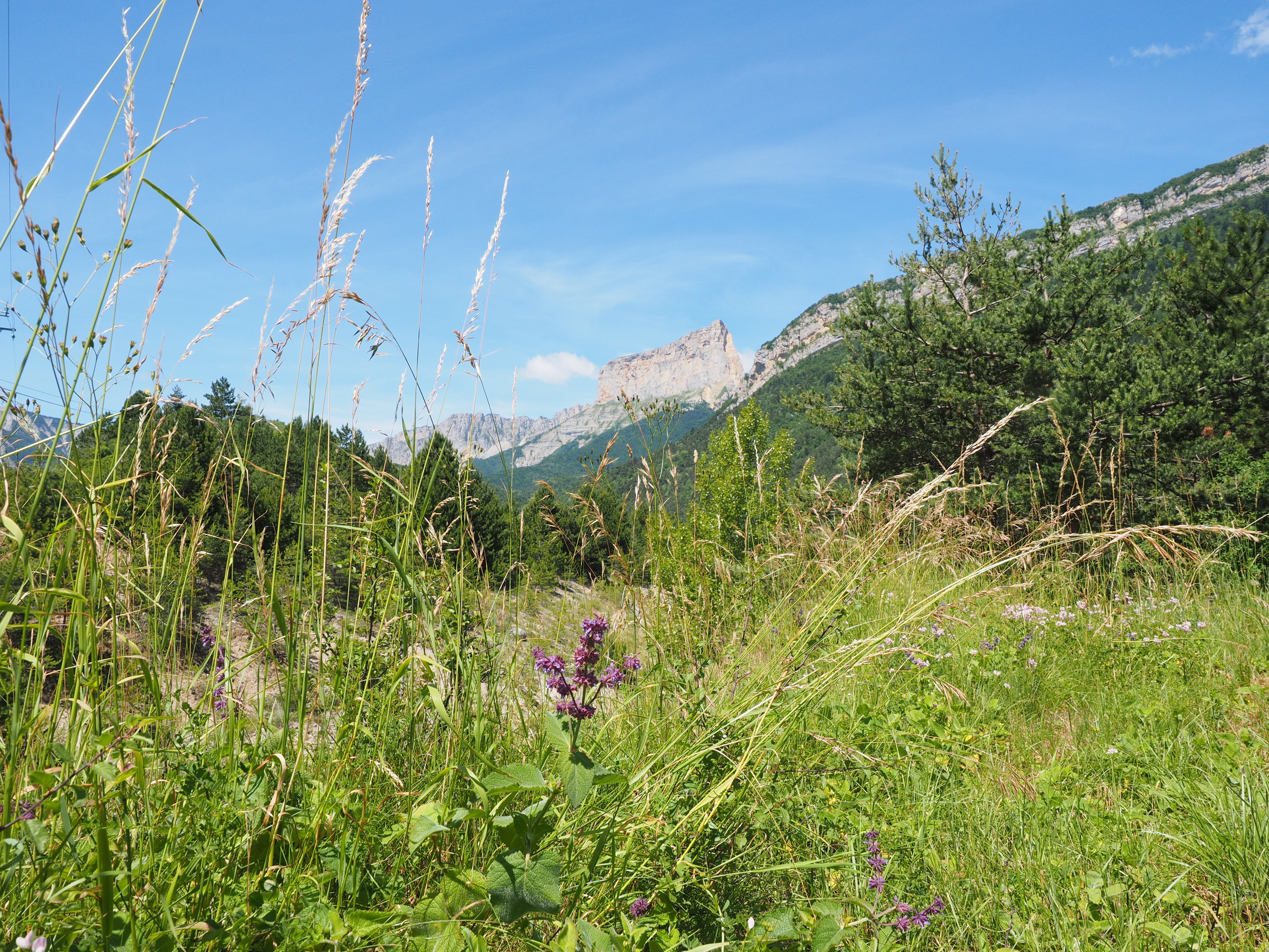 scenics - nature, vercors, landscape, plant, grass, nature, mountain range, tranquility, green color, mont aiguille, table mountain, westalpen, no people, HD Wallpaper