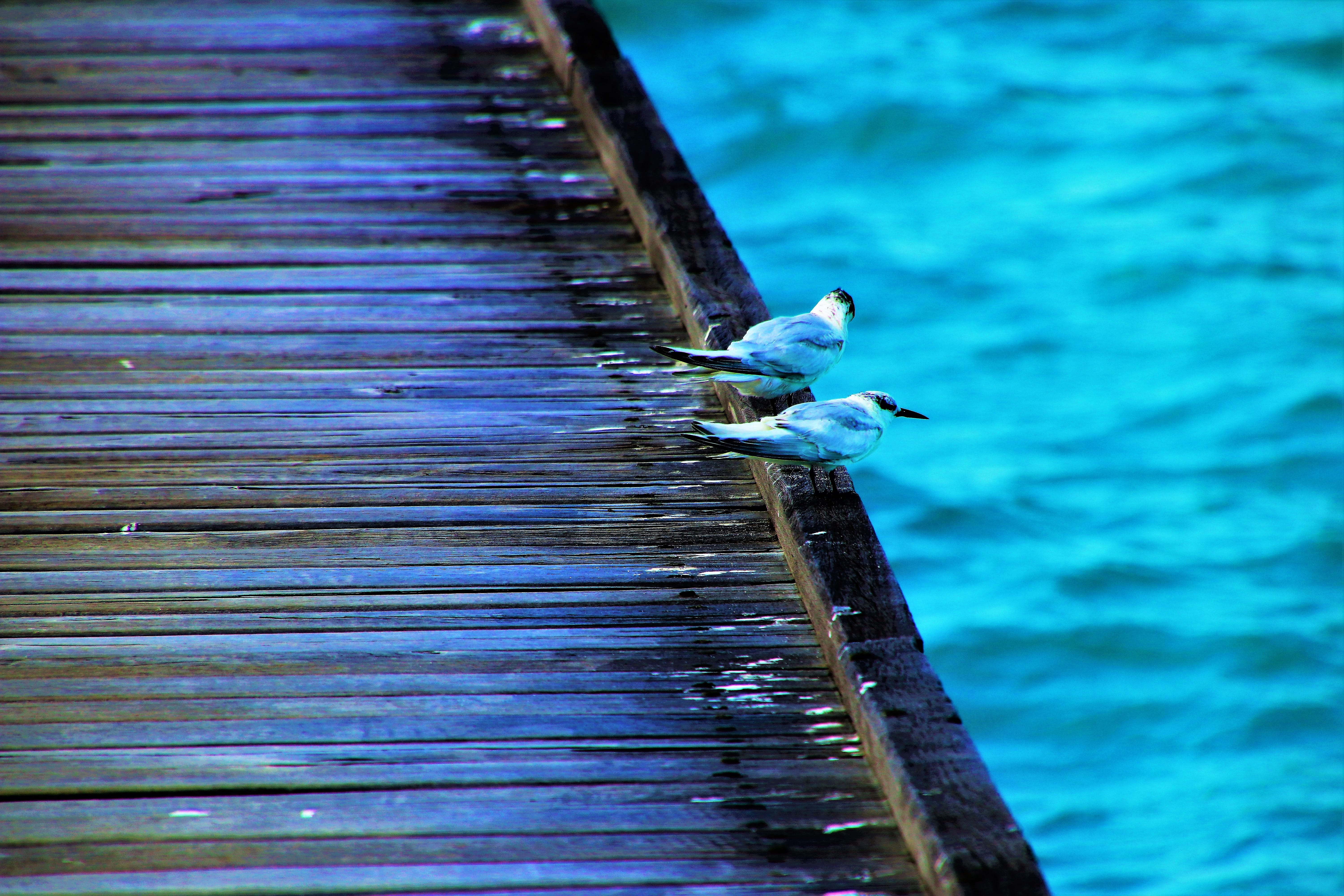 animals in the wild, at the court of, focus on foreground, two, the pier, nature, blue, white, resort, maldives, animal themes, animal, day, beauty in nature, HD Wallpaper