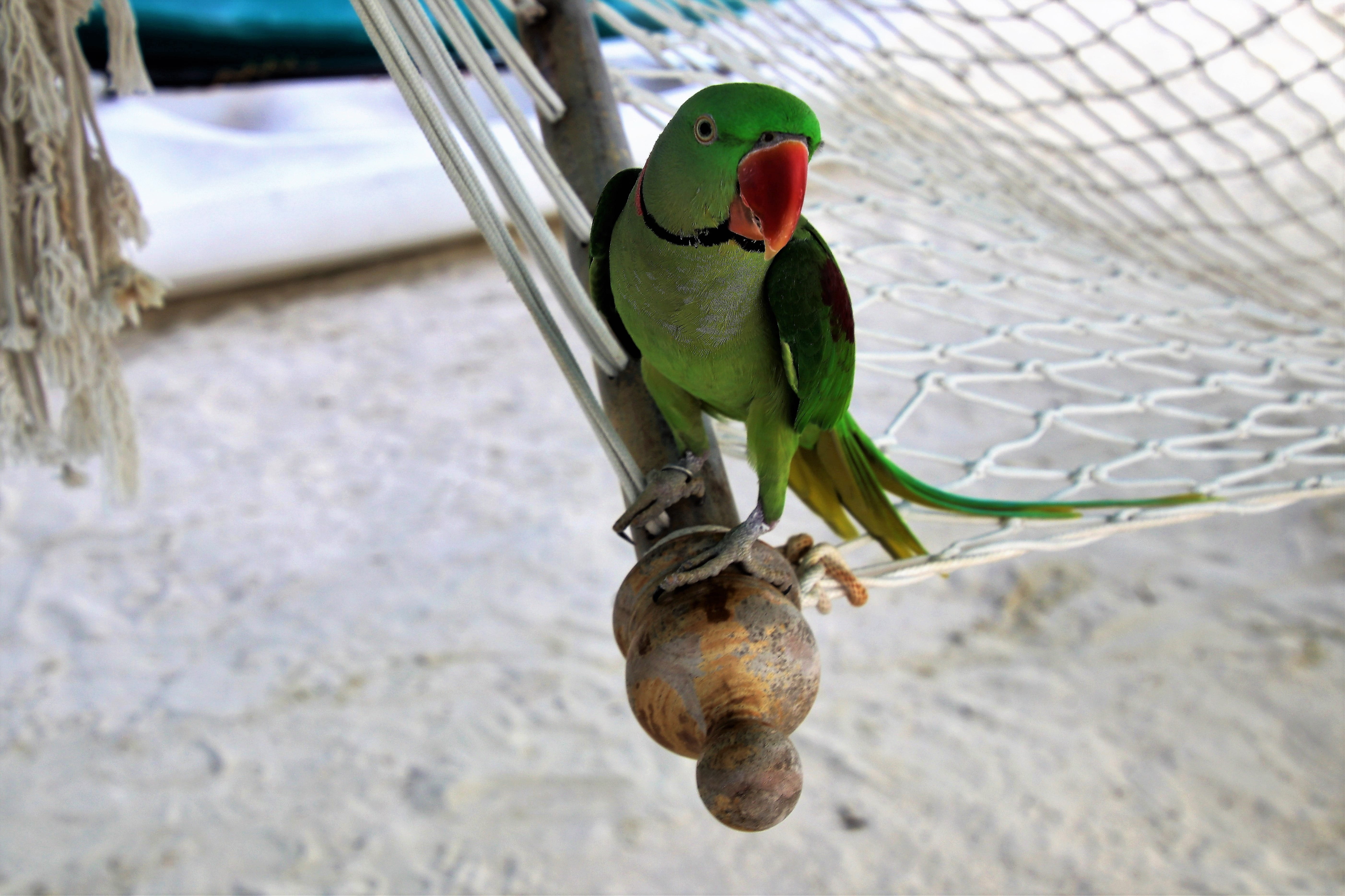 animal wildlife, color, animal themes, orange, full length, bird, holidays, perching, male animal, close-up, beach, focus on foreground, colors, green, HD Wallpaper