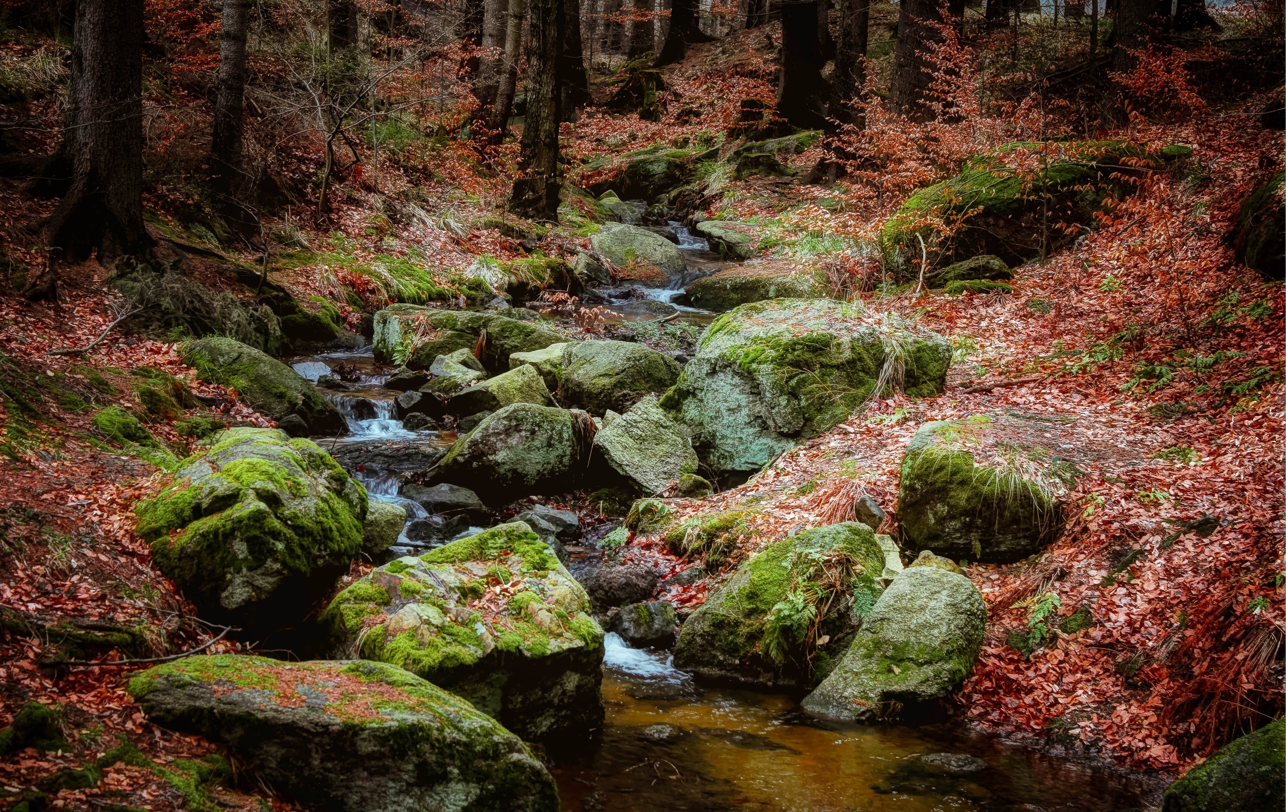 growth, color, autumn foliage, scenics - nature, day, flowing, leaf, dry leaves, beauty in nature, way, rest, the brook, downloading, no people, rainforest, HD Wallpaper