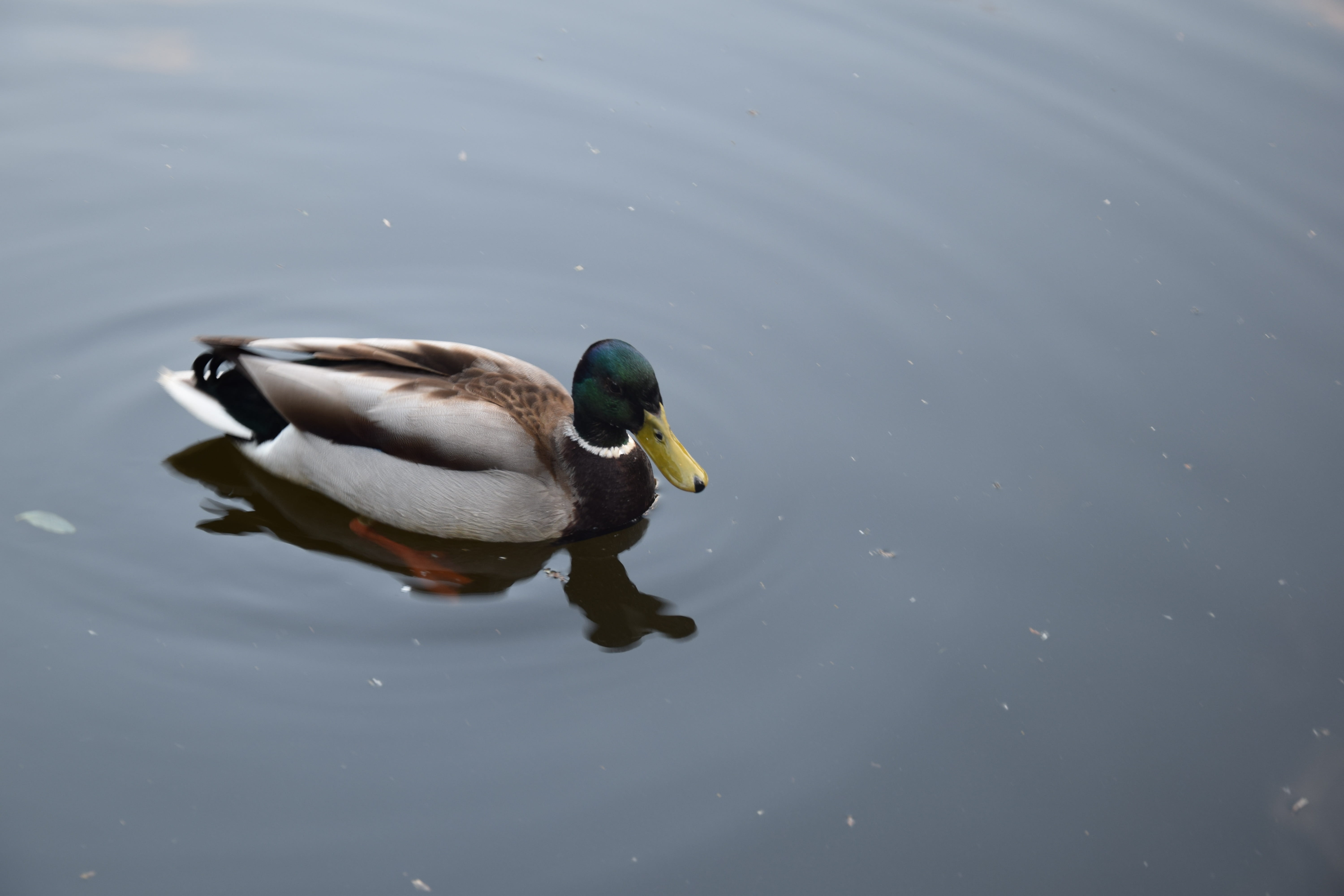 5K, monolithic part of the waters, day, waterfront, poultry, mandarin duck, no people, duck, one animal, bird, lake, birds, animal, male animal, animals in the wild, HD Wallpaper