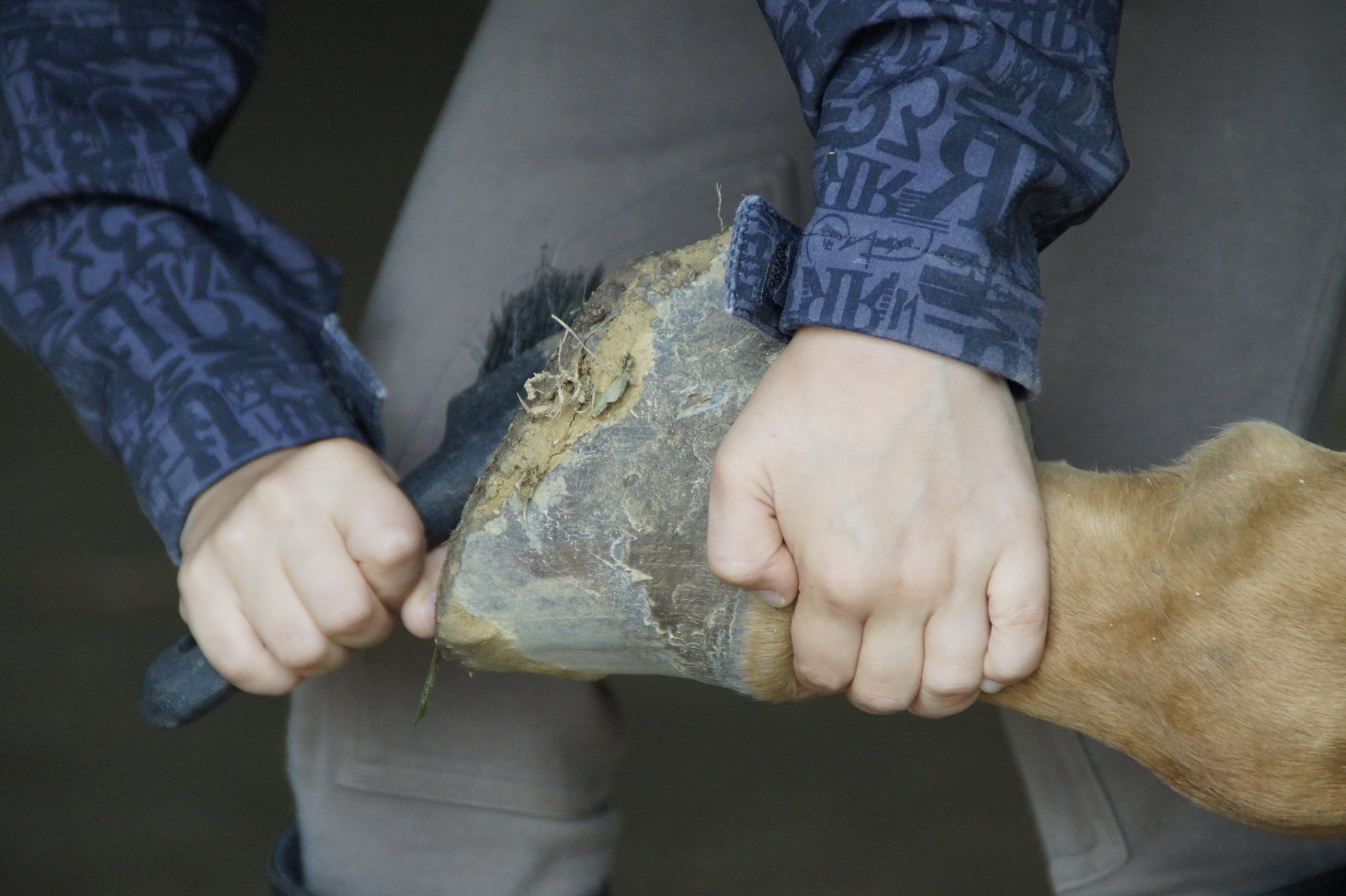 casual clothing, 5K, horse hoof, close-up, keep, detention, huf, finance, food and drink, males, hoof gouge, person, jeans, human hand, horse, brushing, HD Wallpaper