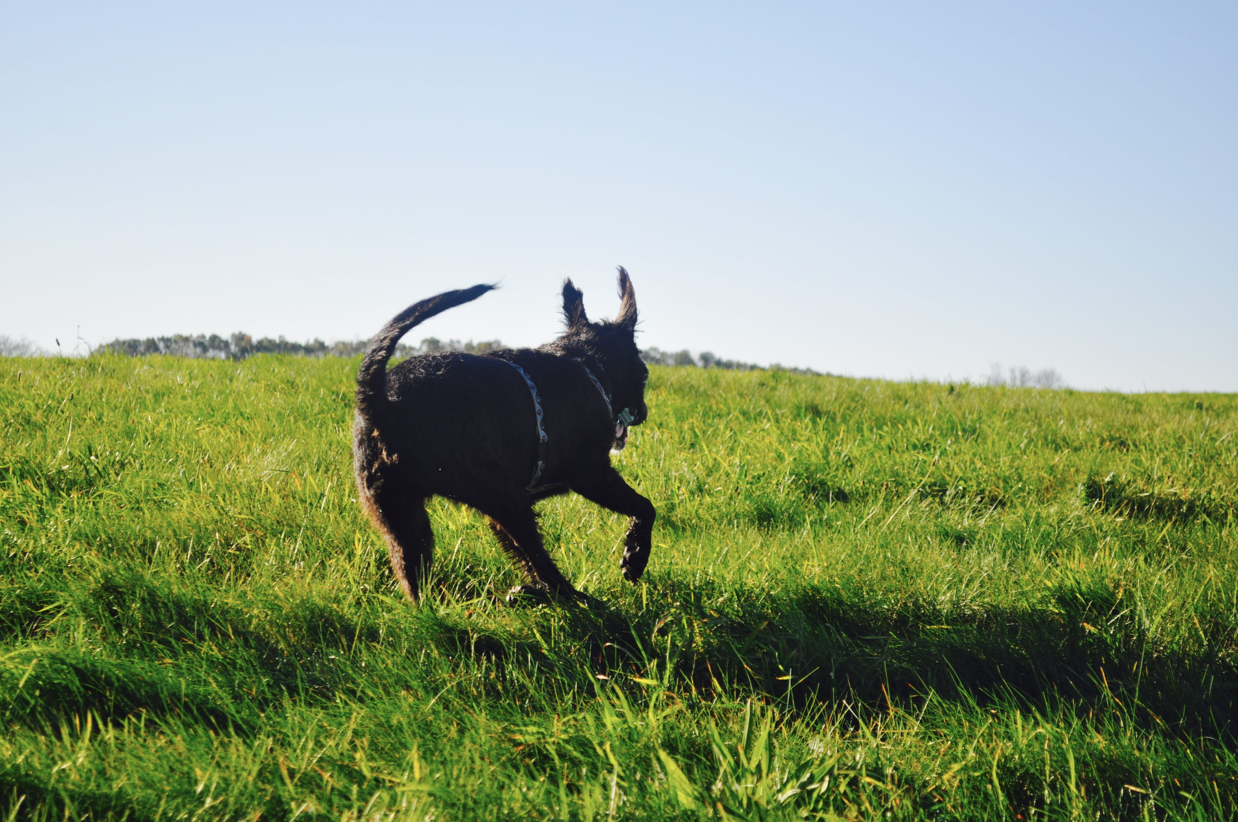 animal, sky, plant, terrier, amesbury, dog park, dom, domestic, grass, landscape, dog, day, one animal, mammal, field, green color, woodsom farm, puppy, HD Wallpaper